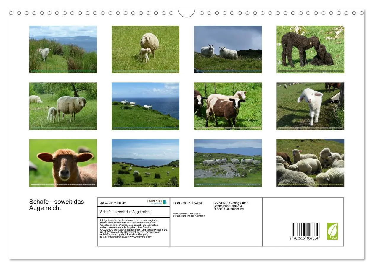 Bild: 9783516057034 | Schafe - soweit das Auge reicht (Wandkalender 2026 DIN A3 quer),...