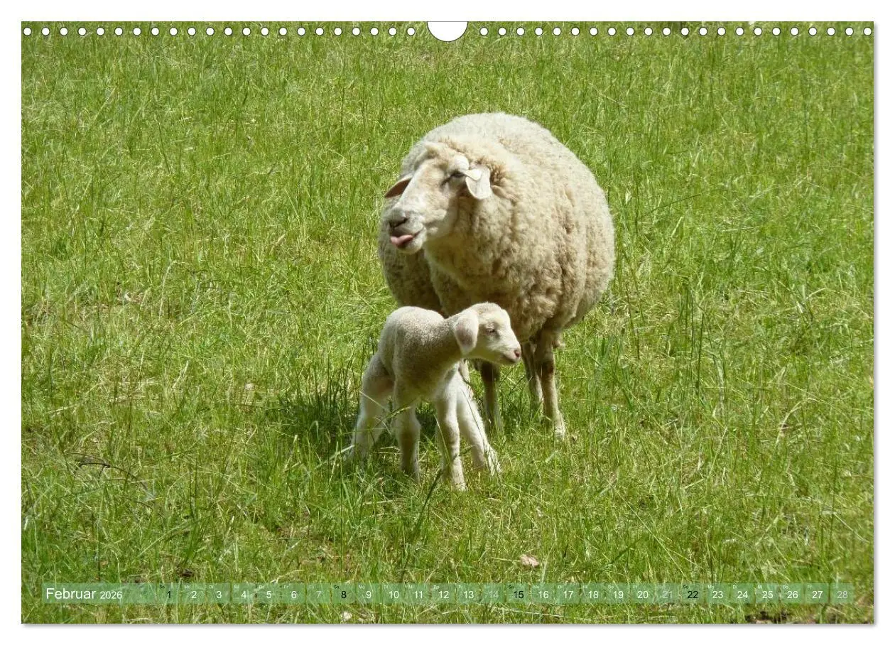 Bild: 9783516057034 | Schafe - soweit das Auge reicht (Wandkalender 2026 DIN A3 quer),...
