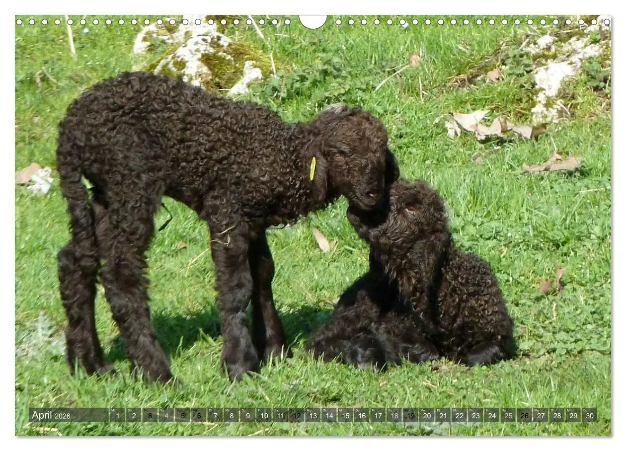 Bild: 9783516057034 | Schafe - soweit das Auge reicht (Wandkalender 2026 DIN A3 quer),...
