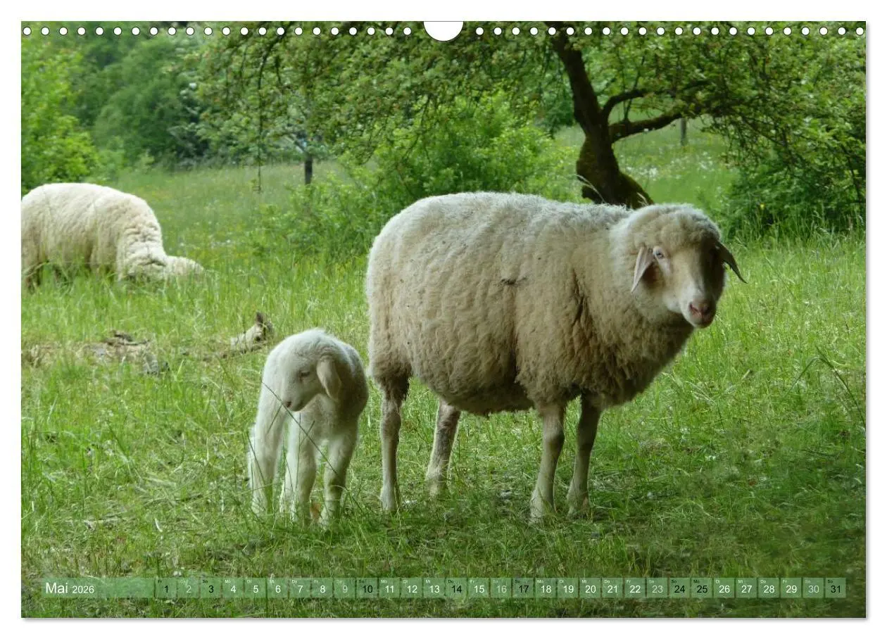 Bild: 9783516057034 | Schafe - soweit das Auge reicht (Wandkalender 2026 DIN A3 quer),...