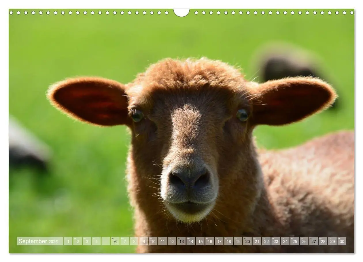 Bild: 9783516057034 | Schafe - soweit das Auge reicht (Wandkalender 2026 DIN A3 quer),...