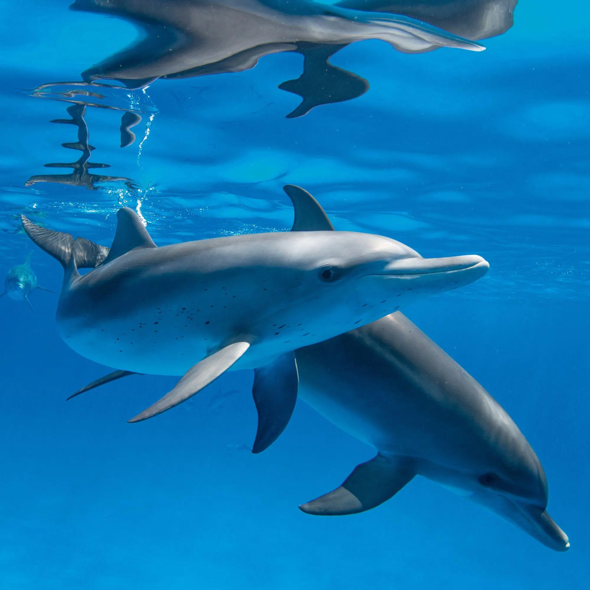 Bild: 9783959297134 | Delfine / Dolphins 2027 | Kalender 2027 | Kalender | Artwork Edition