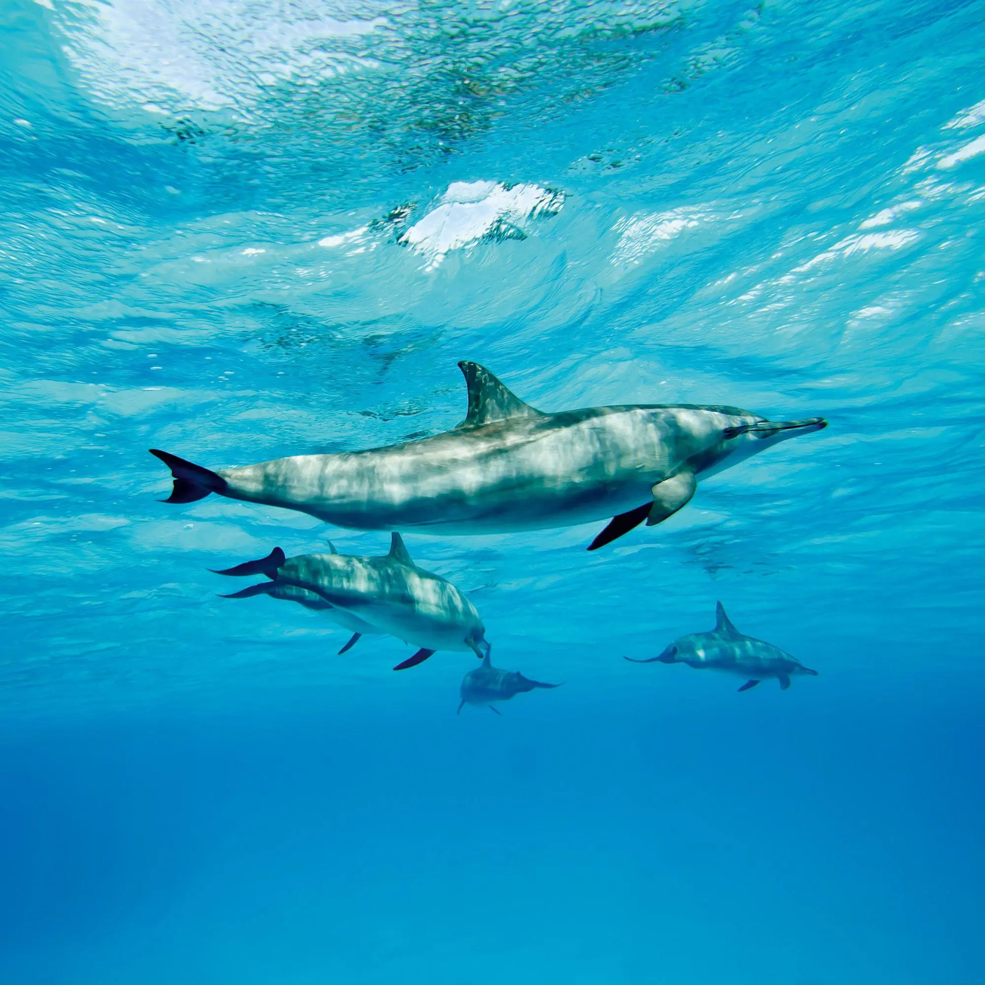 Bild: 9783959297134 | Delfine / Dolphins 2027 | Kalender 2027 | Kalender | Artwork Edition