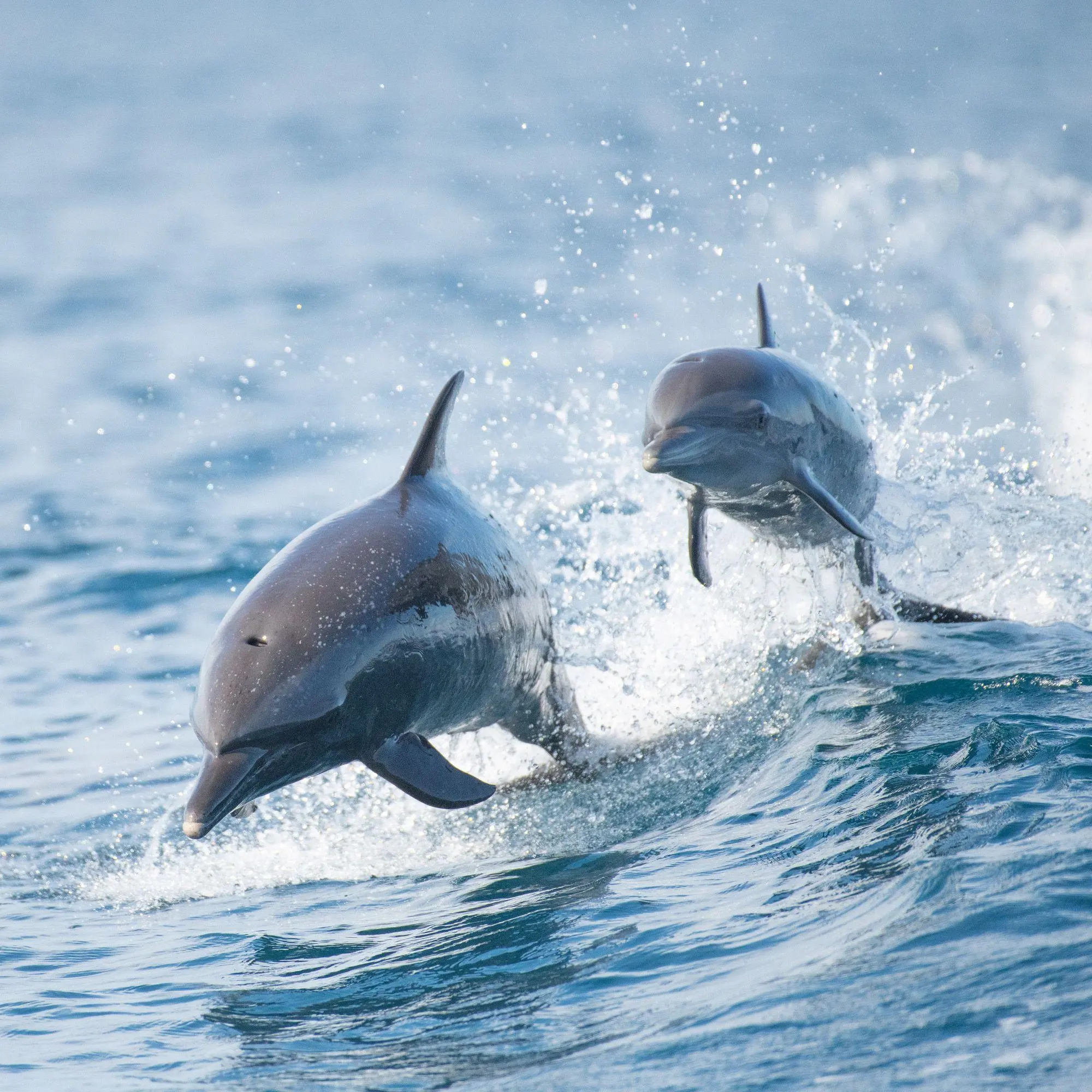 Bild: 9783959297134 | Delfine / Dolphins 2027 | Kalender 2027 | Kalender | Artwork Edition
