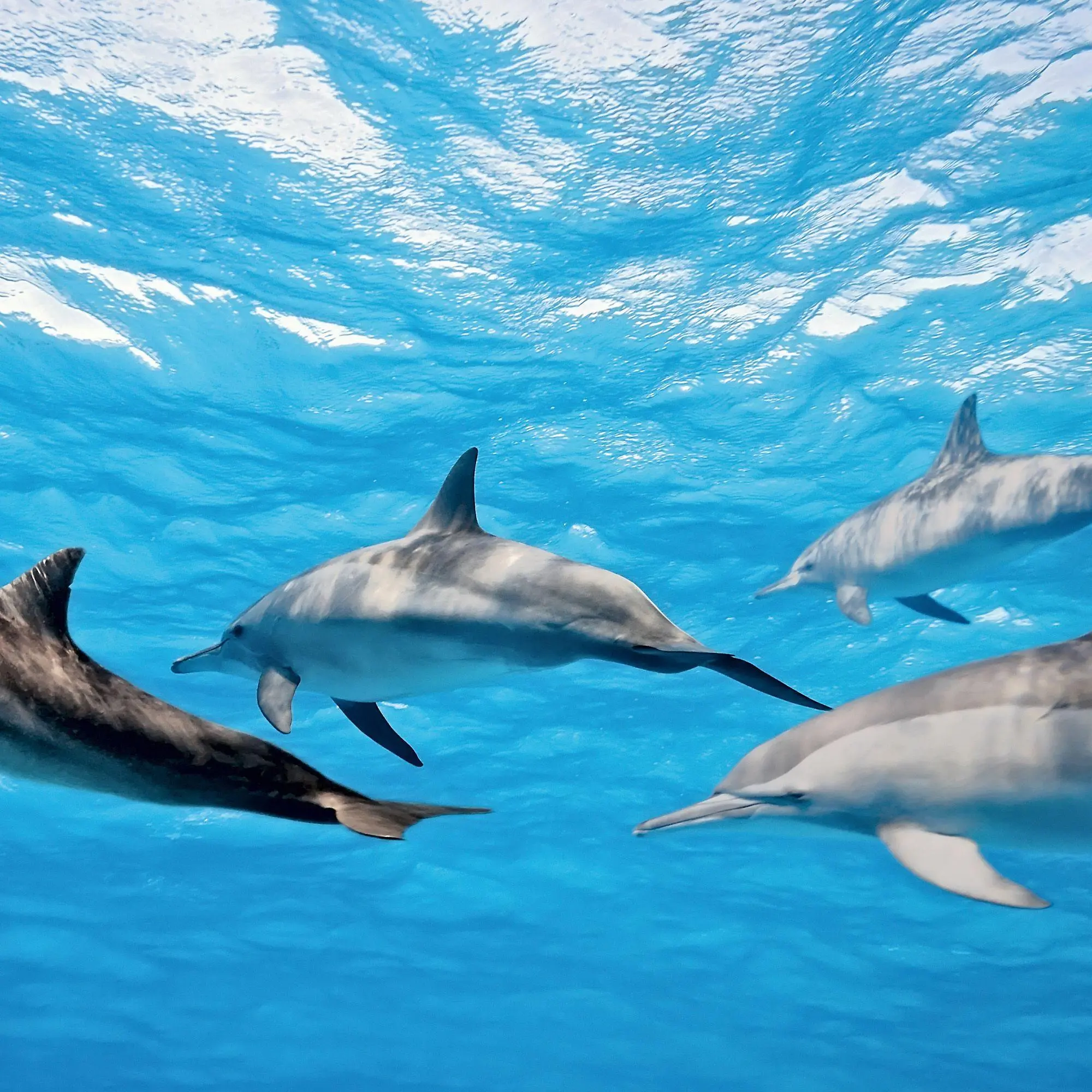 Bild: 9783959297134 | Delfine / Dolphins 2027 | Kalender 2027 | Kalender | Artwork Edition