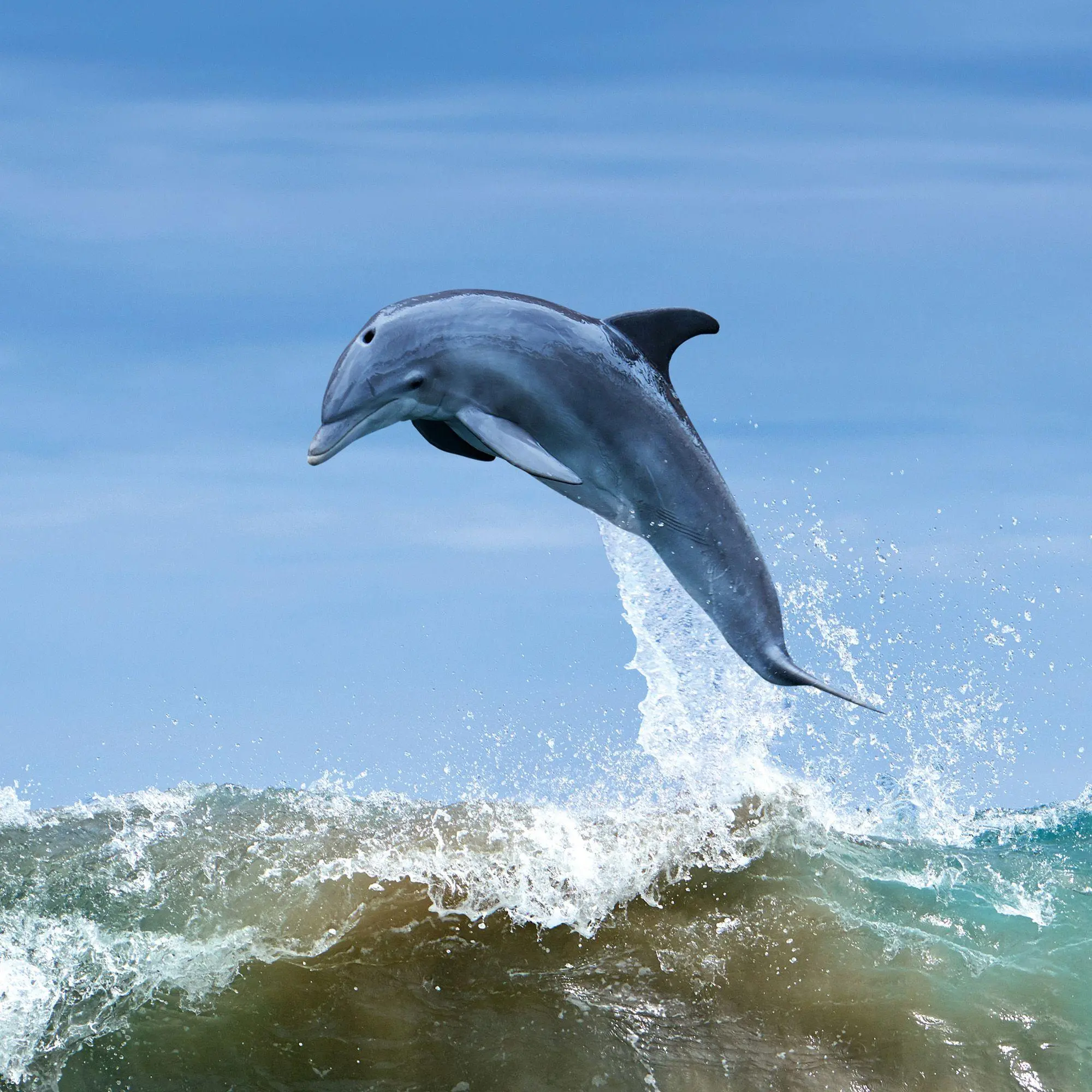 Bild: 9783959297134 | Delfine / Dolphins 2027 | Kalender 2027 | Kalender | Artwork Edition