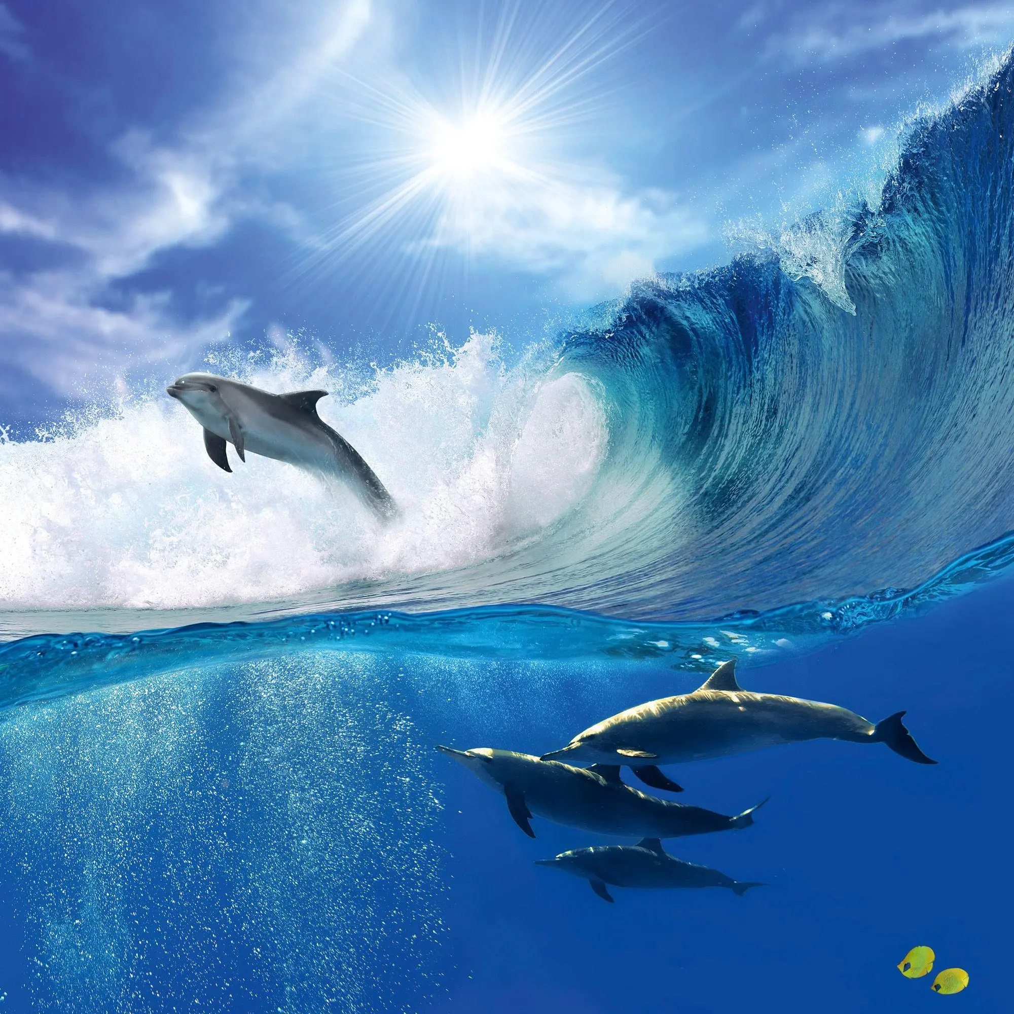 Bild: 9783959297134 | Delfine / Dolphins 2027 | Kalender 2027 | Kalender | Artwork Edition