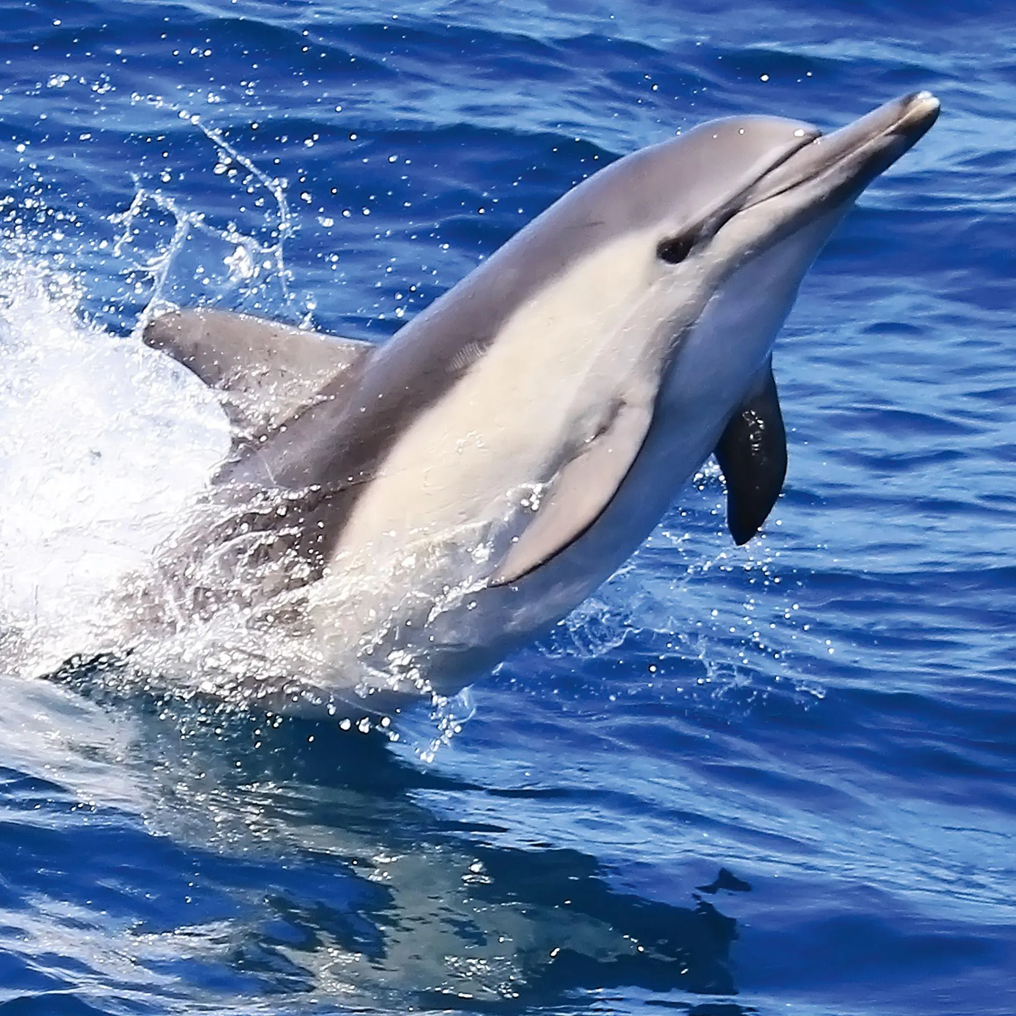 Bild: 9783959297134 | Delfine / Dolphins 2027 | Kalender 2027 | Kalender | Artwork Edition