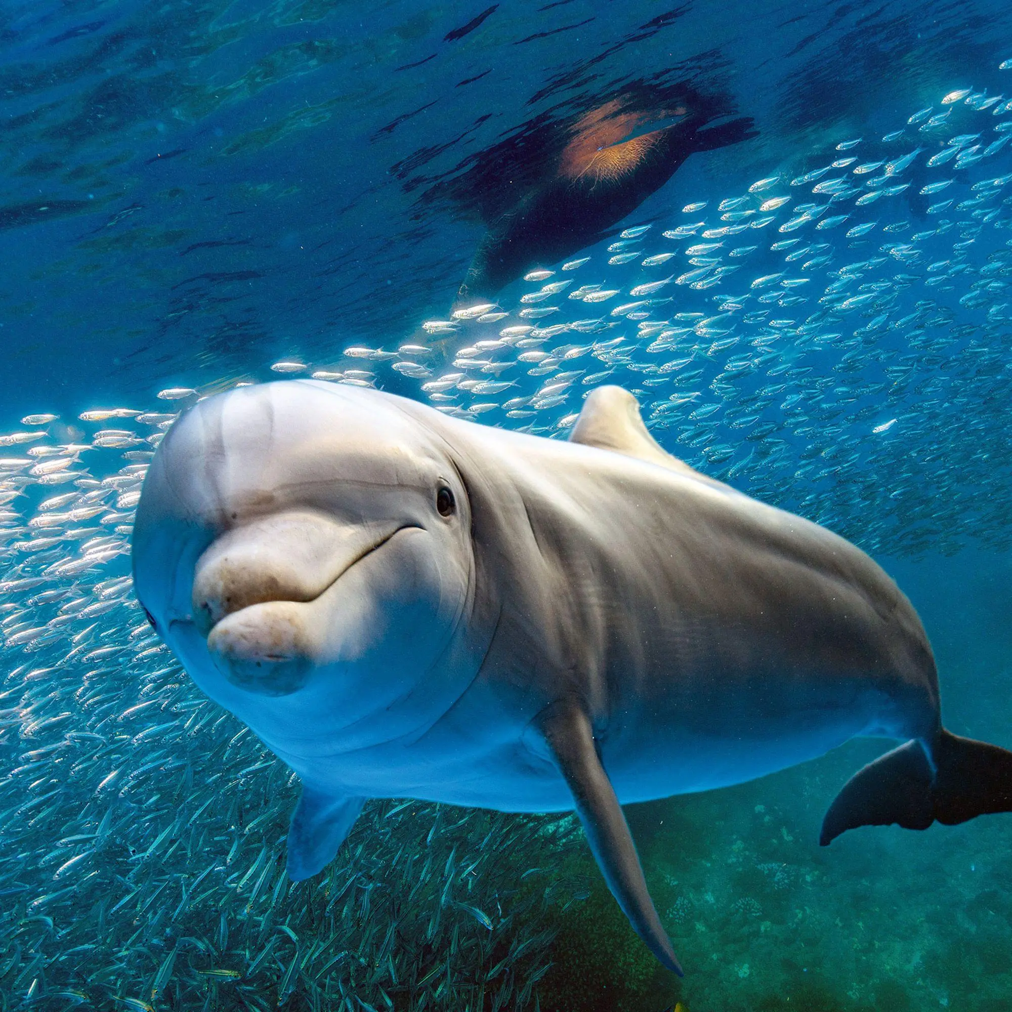 Bild: 9783959297134 | Delfine / Dolphins 2027 | Kalender 2027 | Kalender | Artwork Edition