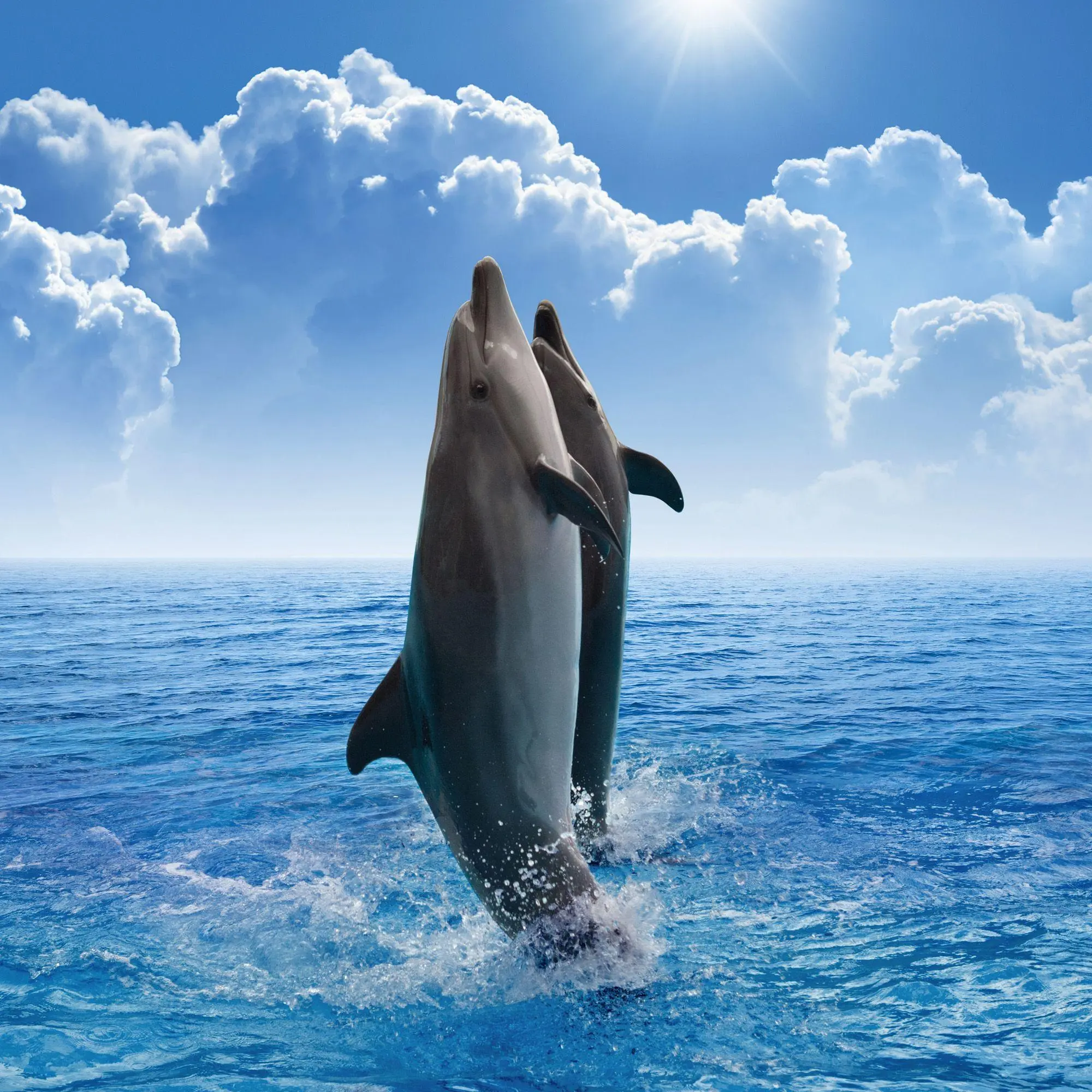 Bild: 9783959297134 | Delfine / Dolphins 2027 | Kalender 2027 | Kalender | Artwork Edition