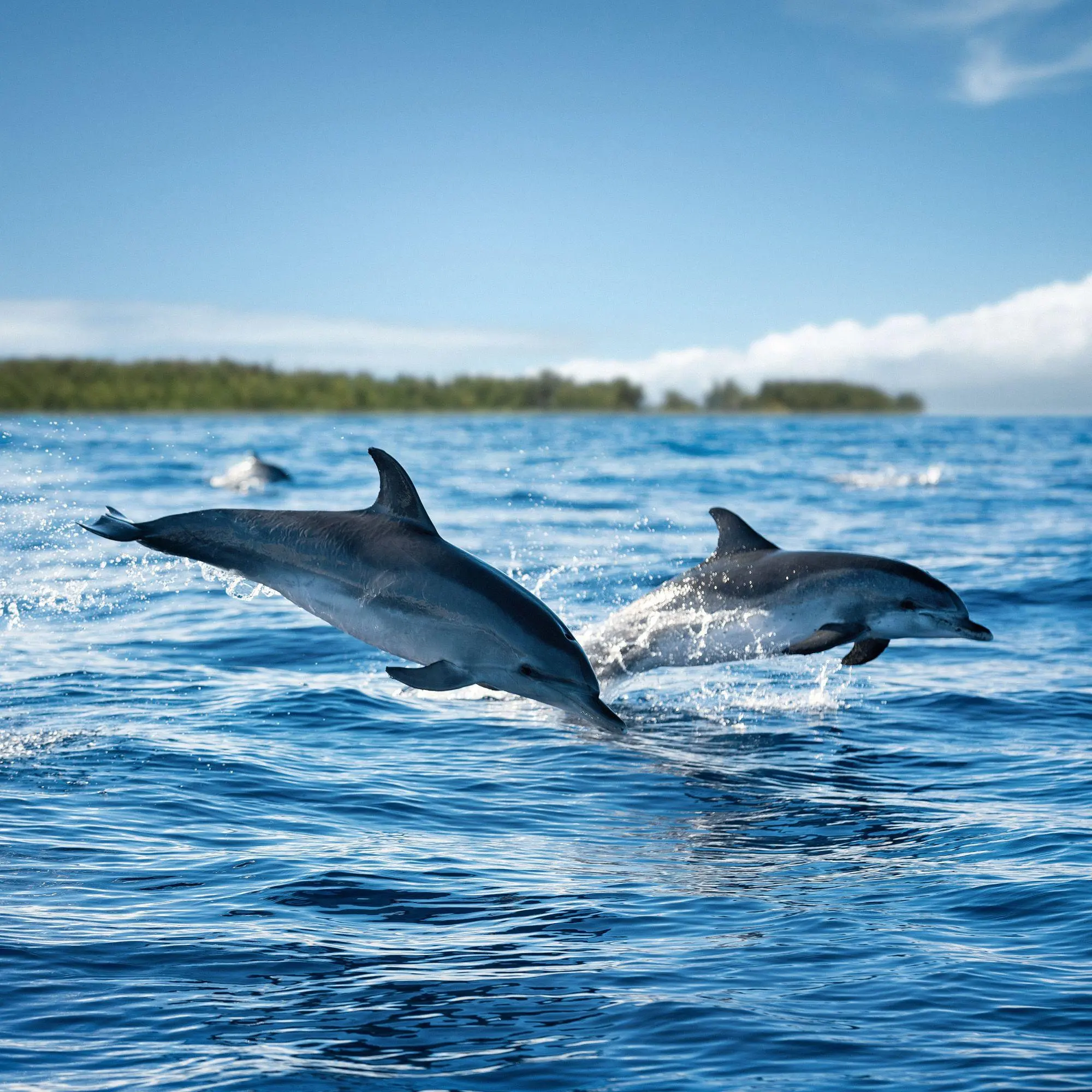 Bild: 9783959297134 | Delfine / Dolphins 2027 | Kalender 2027 | Kalender | Artwork Edition
