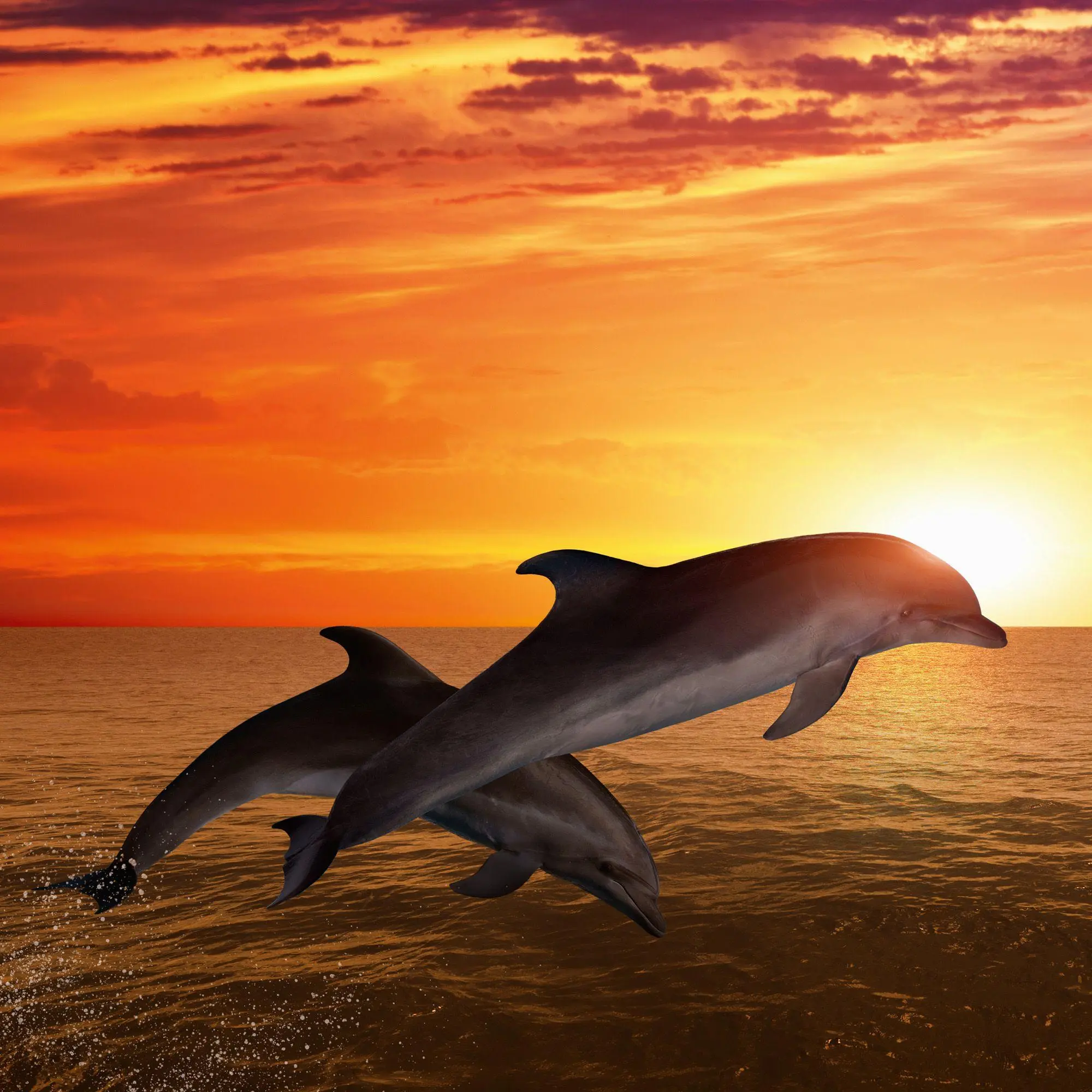 Bild: 9783959297134 | Delfine / Dolphins 2027 | Kalender 2027 | Kalender | Artwork Edition