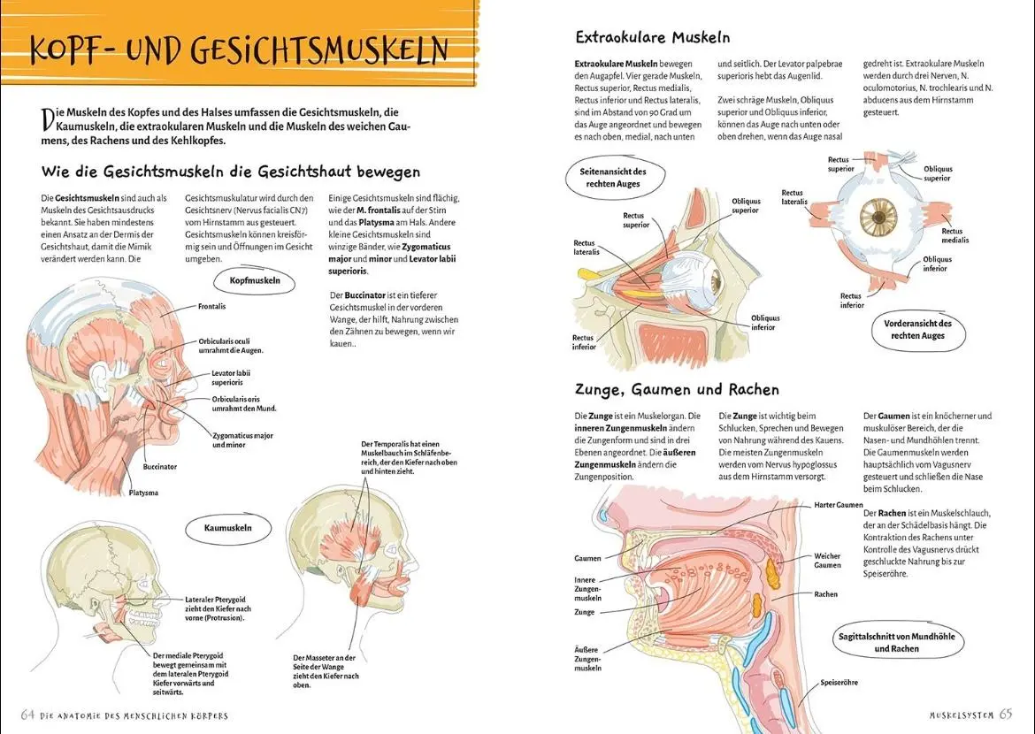 Bild: 9789463597234 | Die Anatomie des Menschlichen Körpers | Der Menschliche Körper | Buch