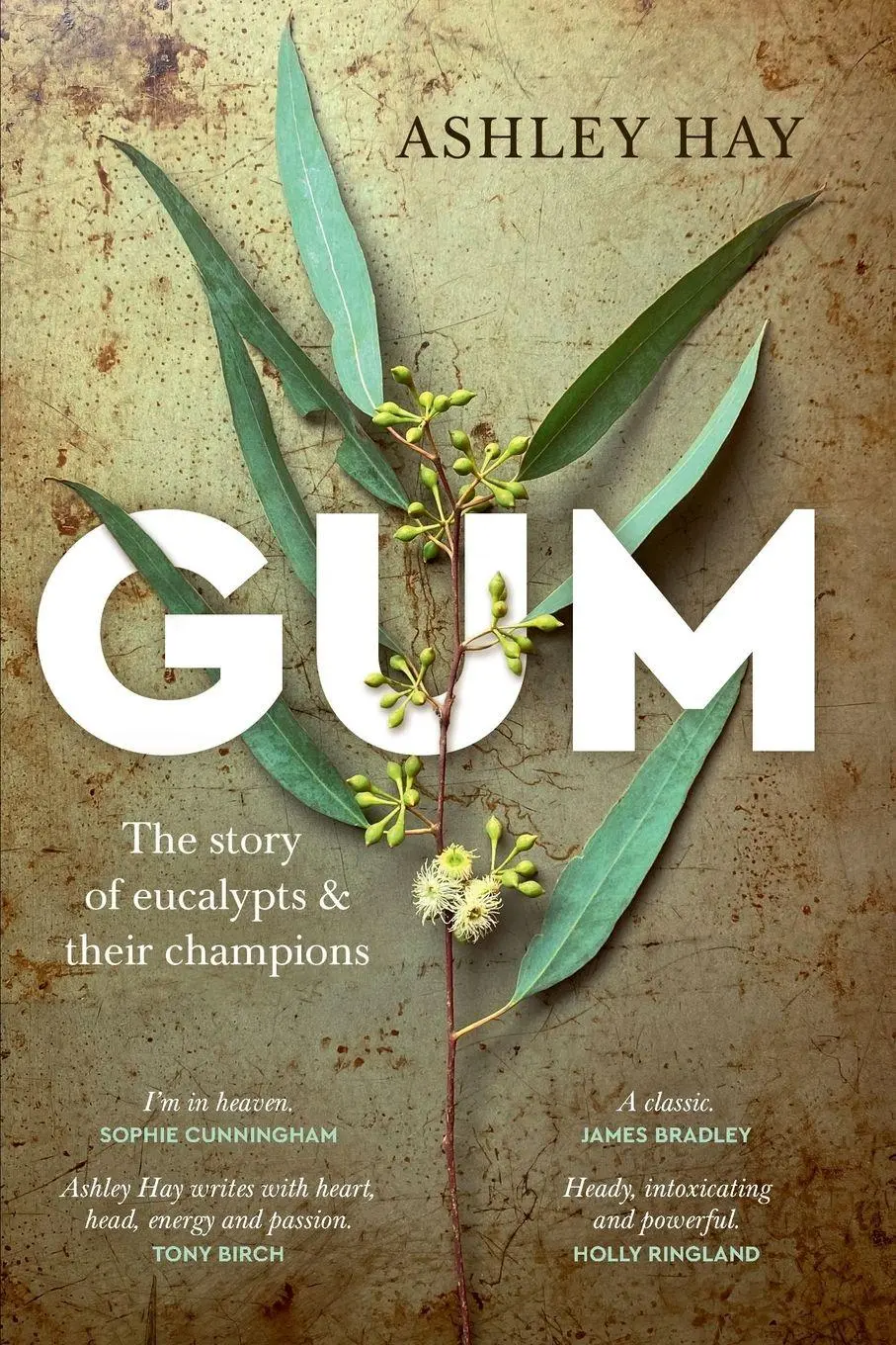 Cover: 9781742237534 | Gum | Ashley Hay | Taschenbuch | Einband - flex.(Paperback) | Englisch