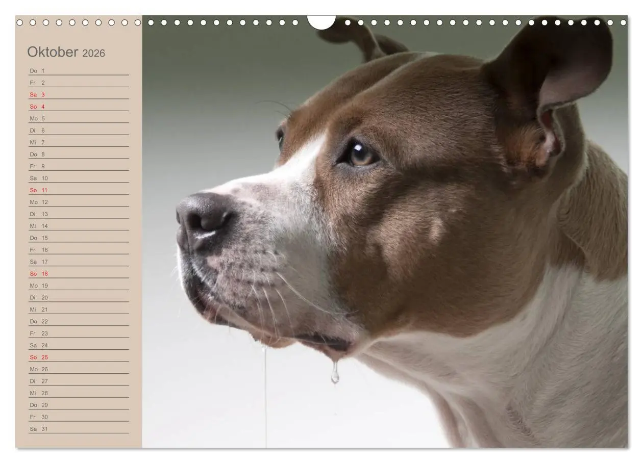 Bild: 9783516097634 | American Staff und Co. (Wandkalender 2026 DIN A3 quer), CALVENDO...
