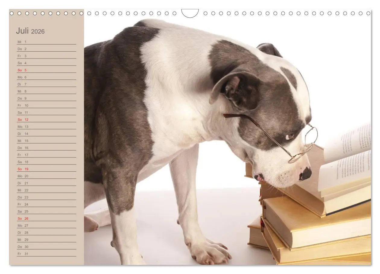 Bild: 9783516097634 | American Staff und Co. (Wandkalender 2026 DIN A3 quer), CALVENDO...