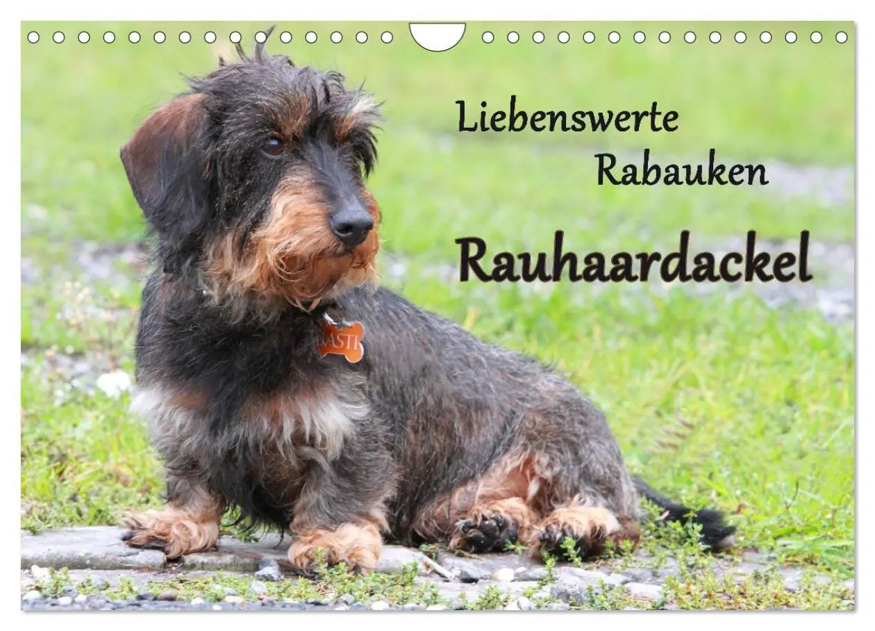 Cover: 9783516147834 | Liebenswerte Rabauken Rauhaardackel / CH-Version (Wandkalender 2026...