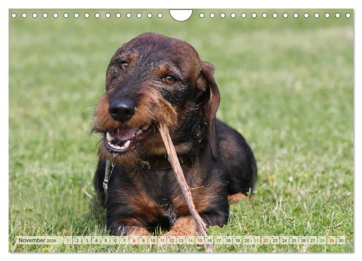 Bild: 9783516147834 | Liebenswerte Rabauken Rauhaardackel / CH-Version (Wandkalender 2026...