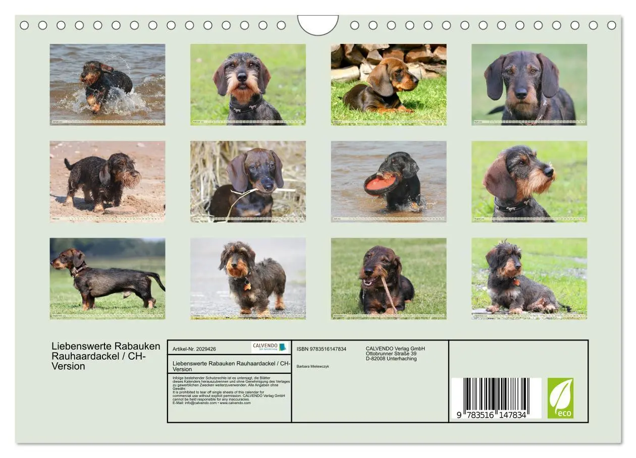 Bild: 9783516147834 | Liebenswerte Rabauken Rauhaardackel / CH-Version (Wandkalender 2026...