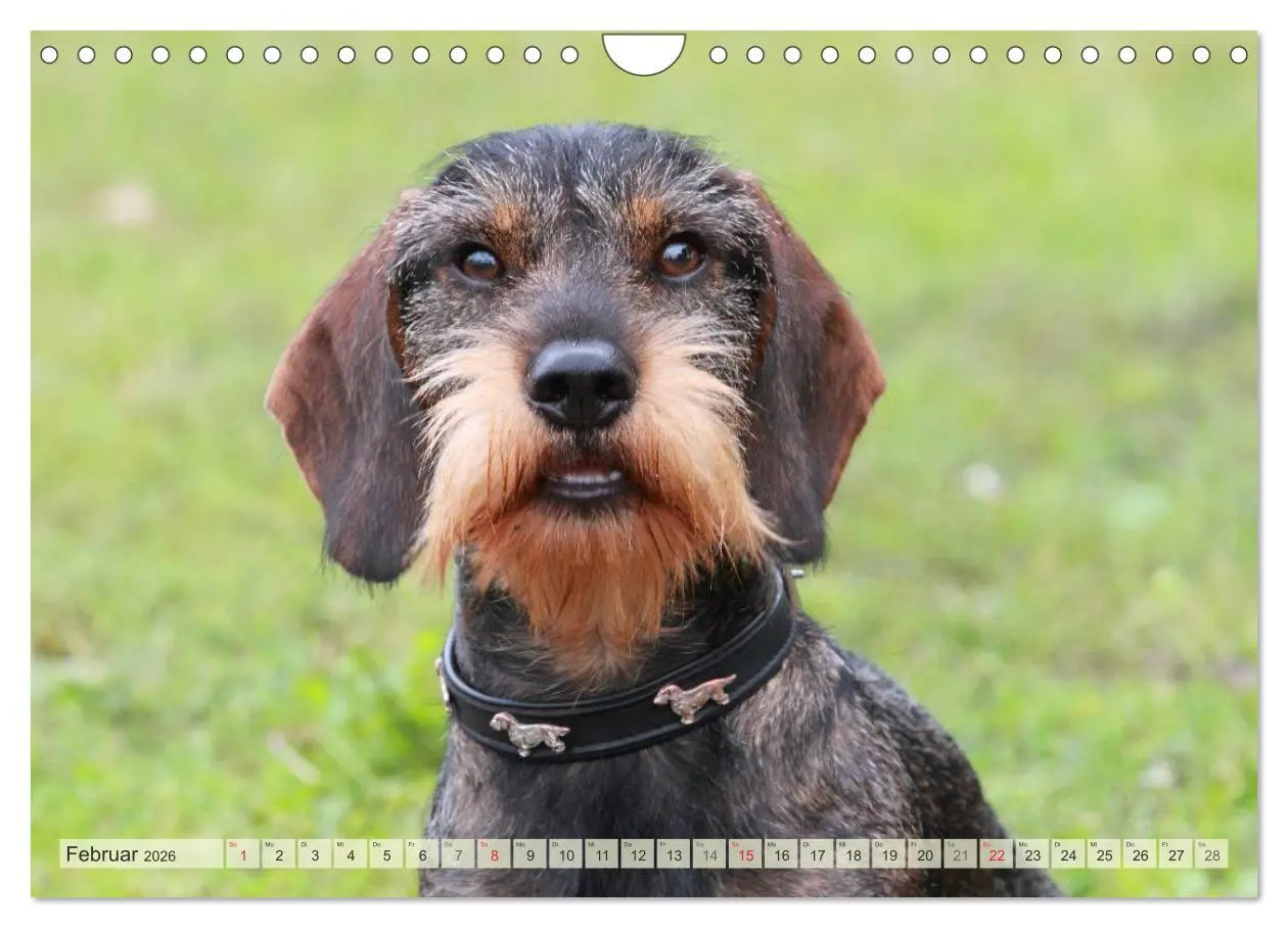 Bild: 9783516147834 | Liebenswerte Rabauken Rauhaardackel / CH-Version (Wandkalender 2026...