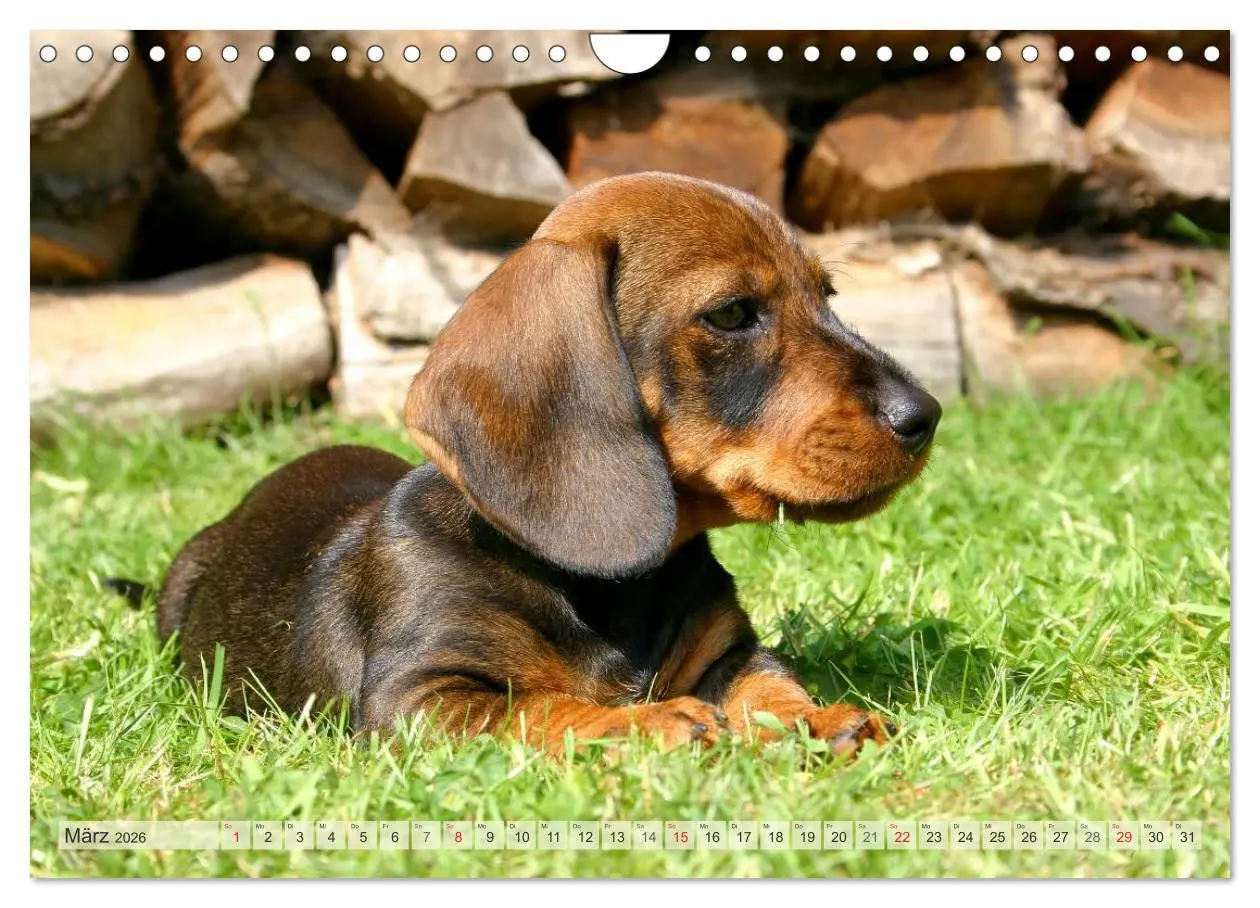 Bild: 9783516147834 | Liebenswerte Rabauken Rauhaardackel / CH-Version (Wandkalender 2026...