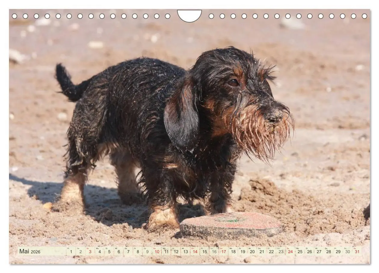 Bild: 9783516147834 | Liebenswerte Rabauken Rauhaardackel / CH-Version (Wandkalender 2026...