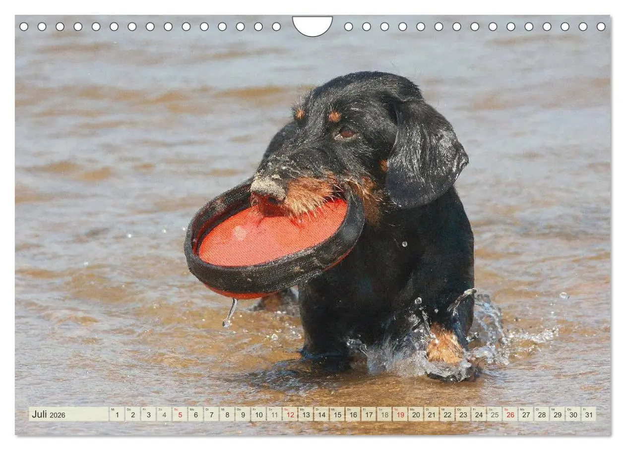 Bild: 9783516147834 | Liebenswerte Rabauken Rauhaardackel / CH-Version (Wandkalender 2026...