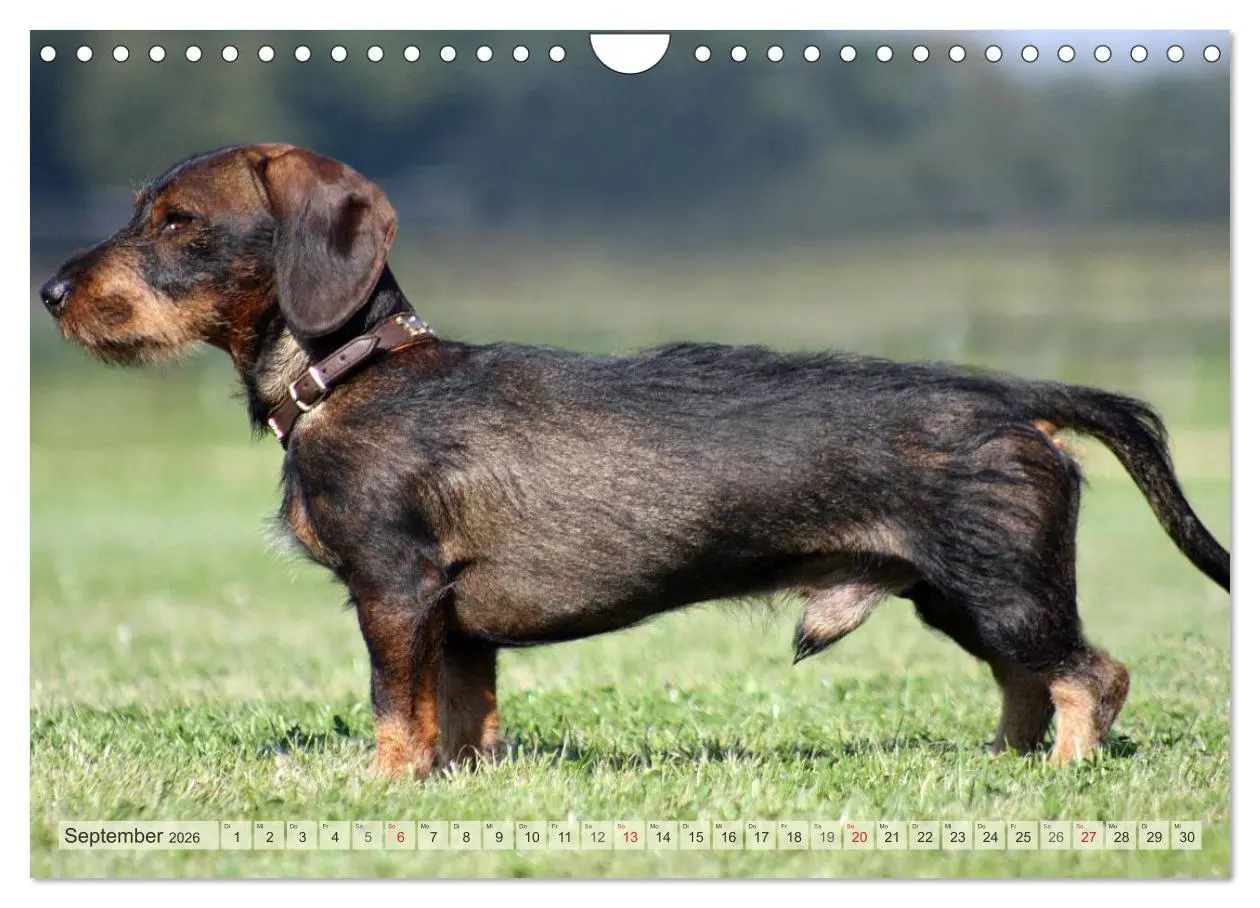 Bild: 9783516147834 | Liebenswerte Rabauken Rauhaardackel / CH-Version (Wandkalender 2026...