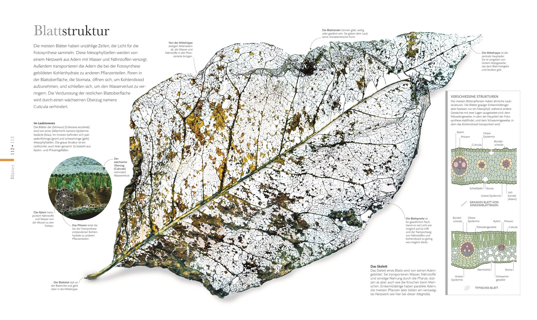 Bild: 9783831037834 | Flora - Wunderwelt der Pflanzen | DK Verlag | Buch | DK Wunderwelten