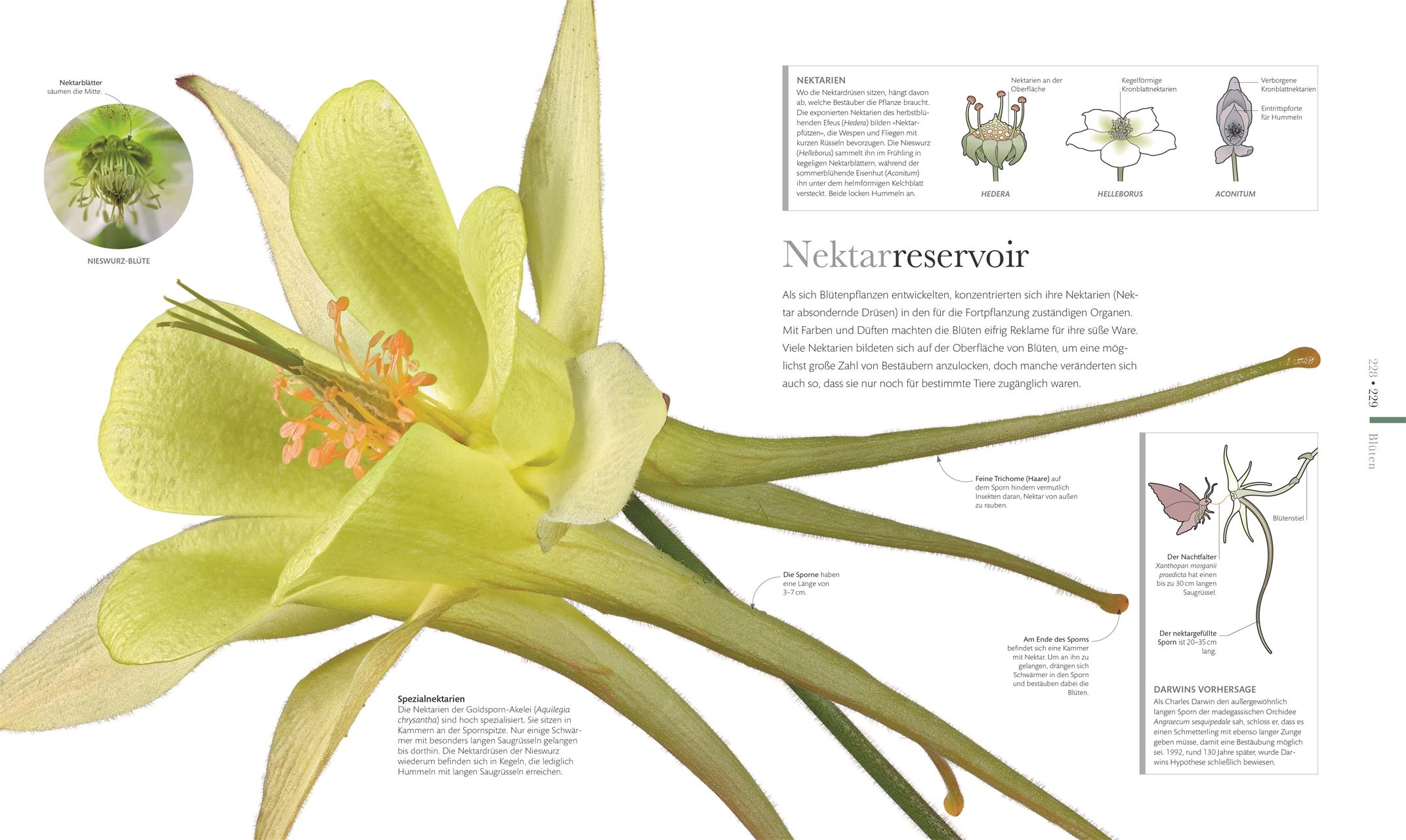 Bild: 9783831037834 | Flora - Wunderwelt der Pflanzen | DK Verlag | Buch | DK Wunderwelten