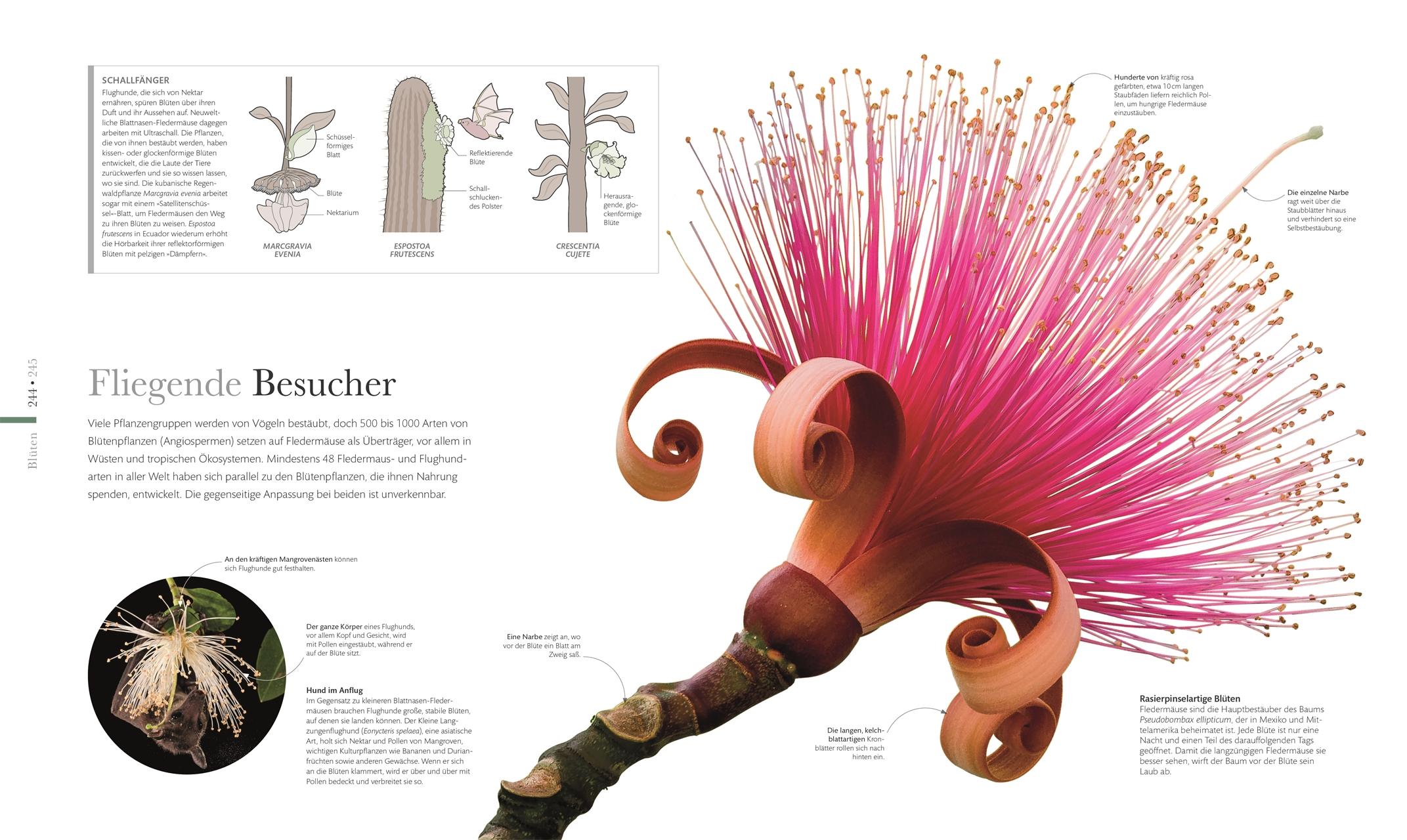 Bild: 9783831037834 | Flora - Wunderwelt der Pflanzen | DK Verlag | Buch | DK Wunderwelten
