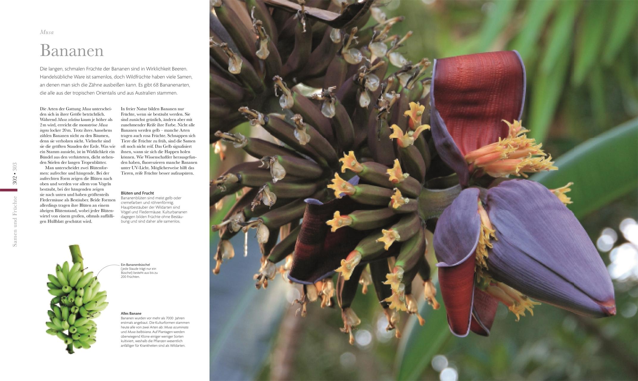Bild: 9783831037834 | Flora - Wunderwelt der Pflanzen | DK Verlag | Buch | DK Wunderwelten