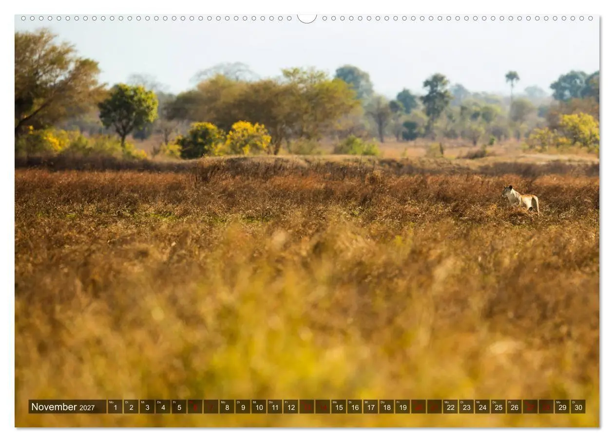 Bild: 9783569847934 | Safari in Tansania (hochwertiger Premium Wandkalender 2027 DIN A2...