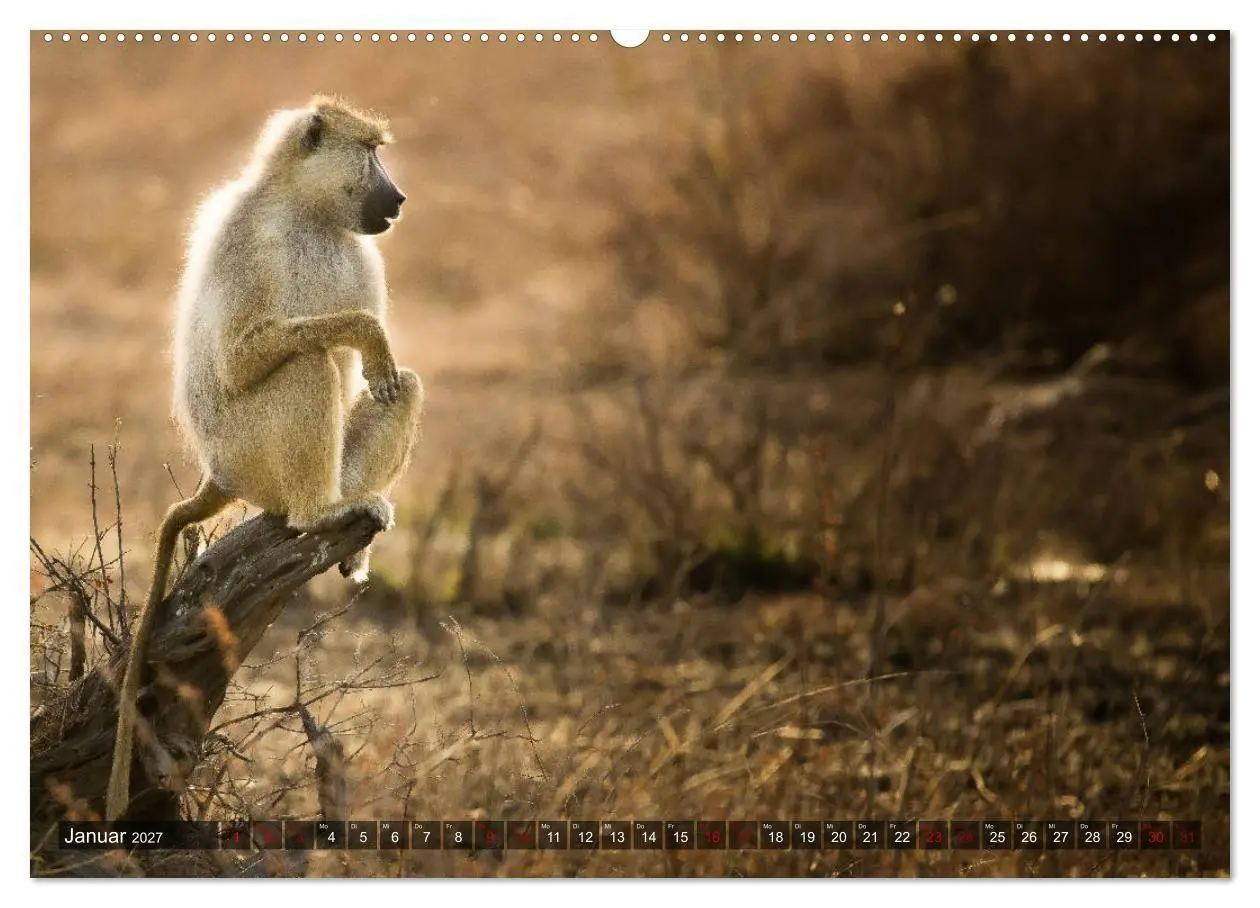 Bild: 9783569847934 | Safari in Tansania (hochwertiger Premium Wandkalender 2027 DIN A2...