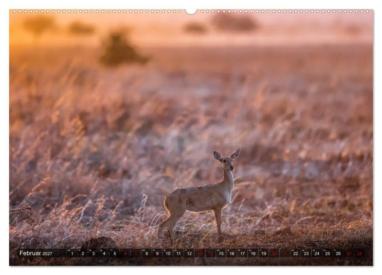 Bild: 9783569847934 | Safari in Tansania (hochwertiger Premium Wandkalender 2027 DIN A2...