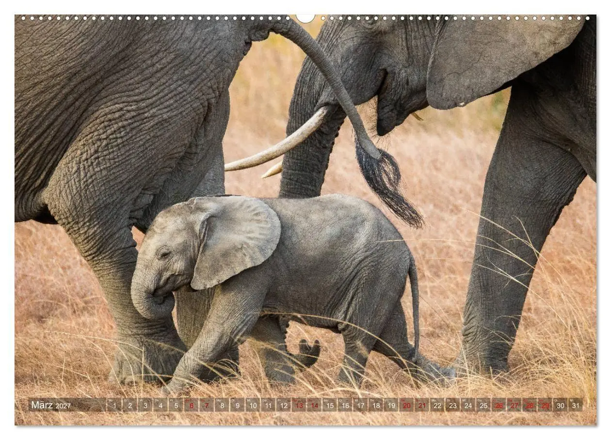 Bild: 9783569847934 | Safari in Tansania (hochwertiger Premium Wandkalender 2027 DIN A2...