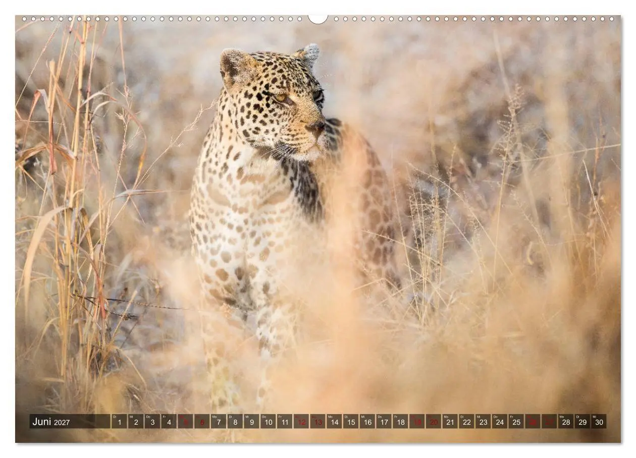 Bild: 9783569847934 | Safari in Tansania (hochwertiger Premium Wandkalender 2027 DIN A2...