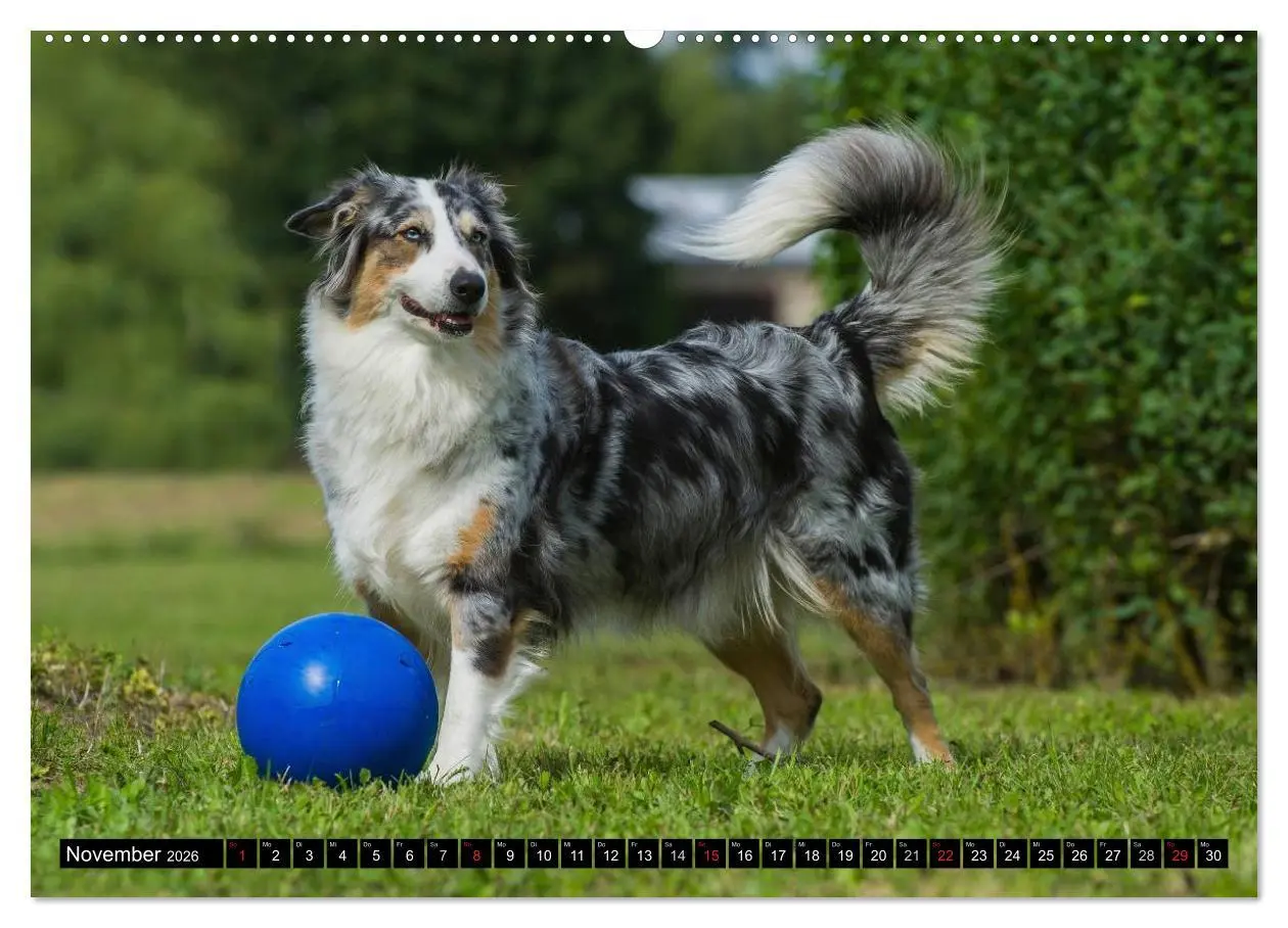 Bild: 9783516028034 | Bekannt wie ein bunter Hund. Australian Shepherd (hochwertiger...