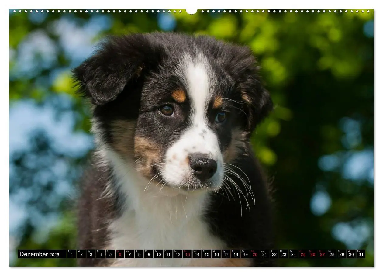 Bild: 9783516028034 | Bekannt wie ein bunter Hund. Australian Shepherd (hochwertiger...