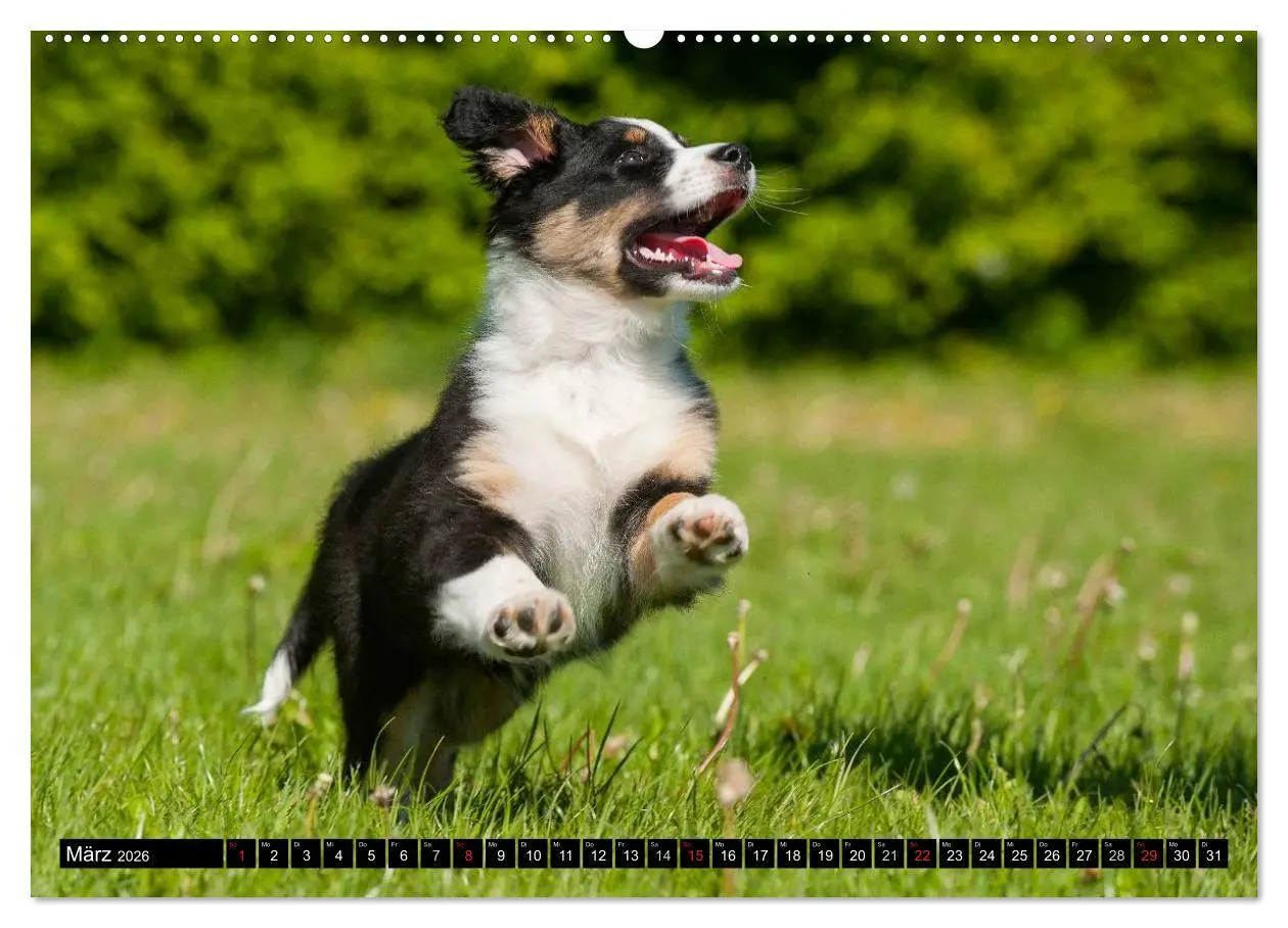 Bild: 9783516028034 | Bekannt wie ein bunter Hund. Australian Shepherd (hochwertiger...