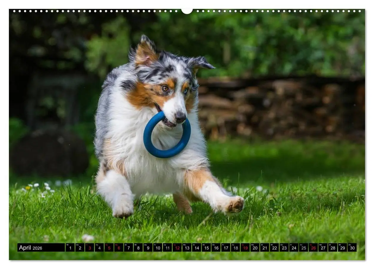 Bild: 9783516028034 | Bekannt wie ein bunter Hund. Australian Shepherd (hochwertiger...