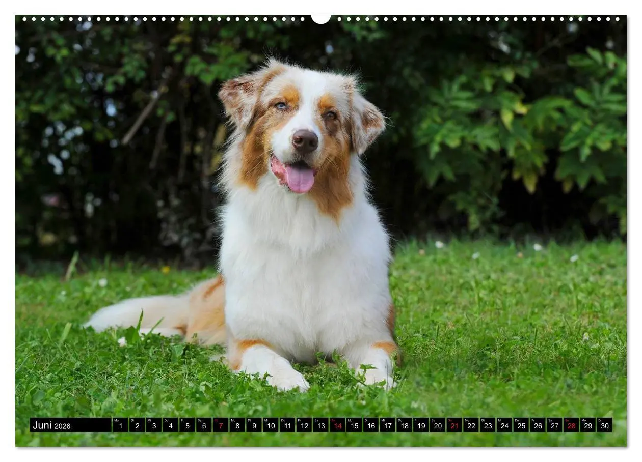 Bild: 9783516028034 | Bekannt wie ein bunter Hund. Australian Shepherd (hochwertiger...