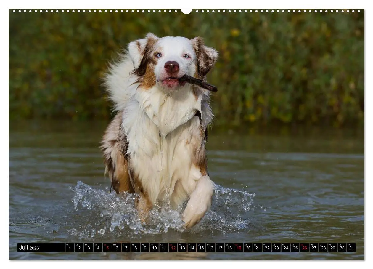 Bild: 9783516028034 | Bekannt wie ein bunter Hund. Australian Shepherd (hochwertiger...