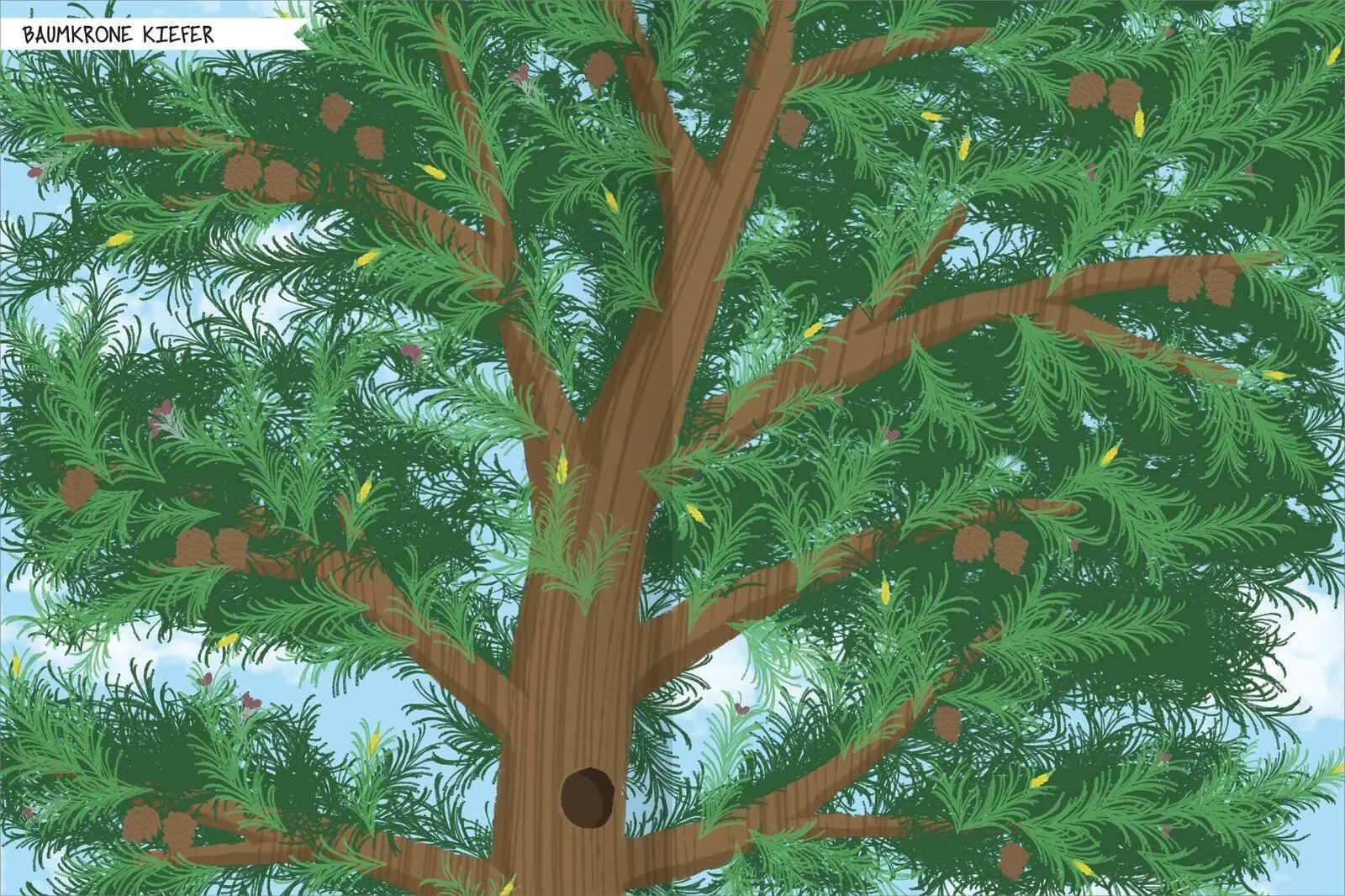 Bild: 9783845868134 | Naturforscher-Kids - Stickerheft Bäume | Über 300 Sticker | Markiewicz