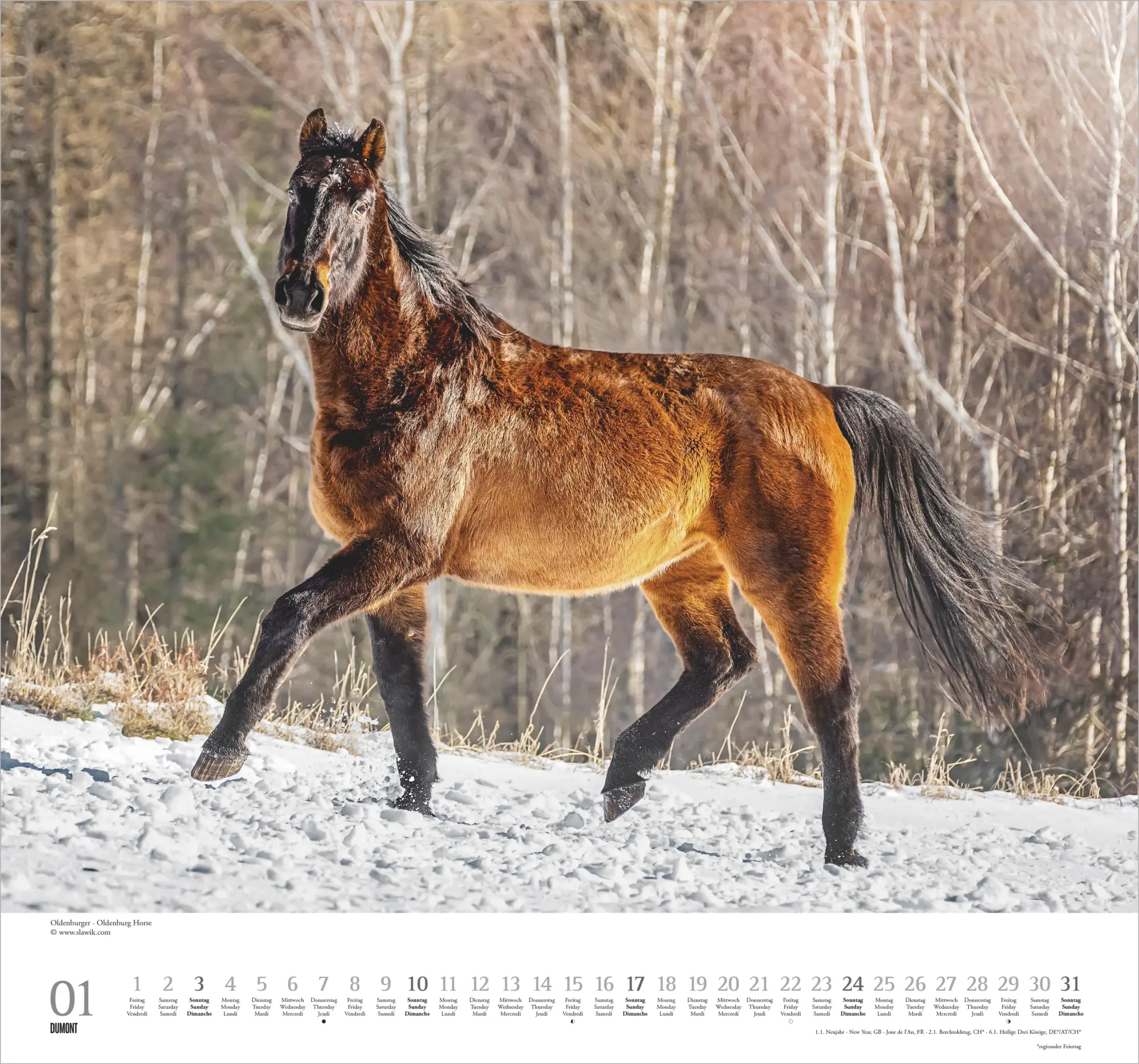 Bild: 4069095018334 | Geliebte Pferde 2027 | Neumann Verlage GmbH &amp; Co KG | Kalender | 14 S.