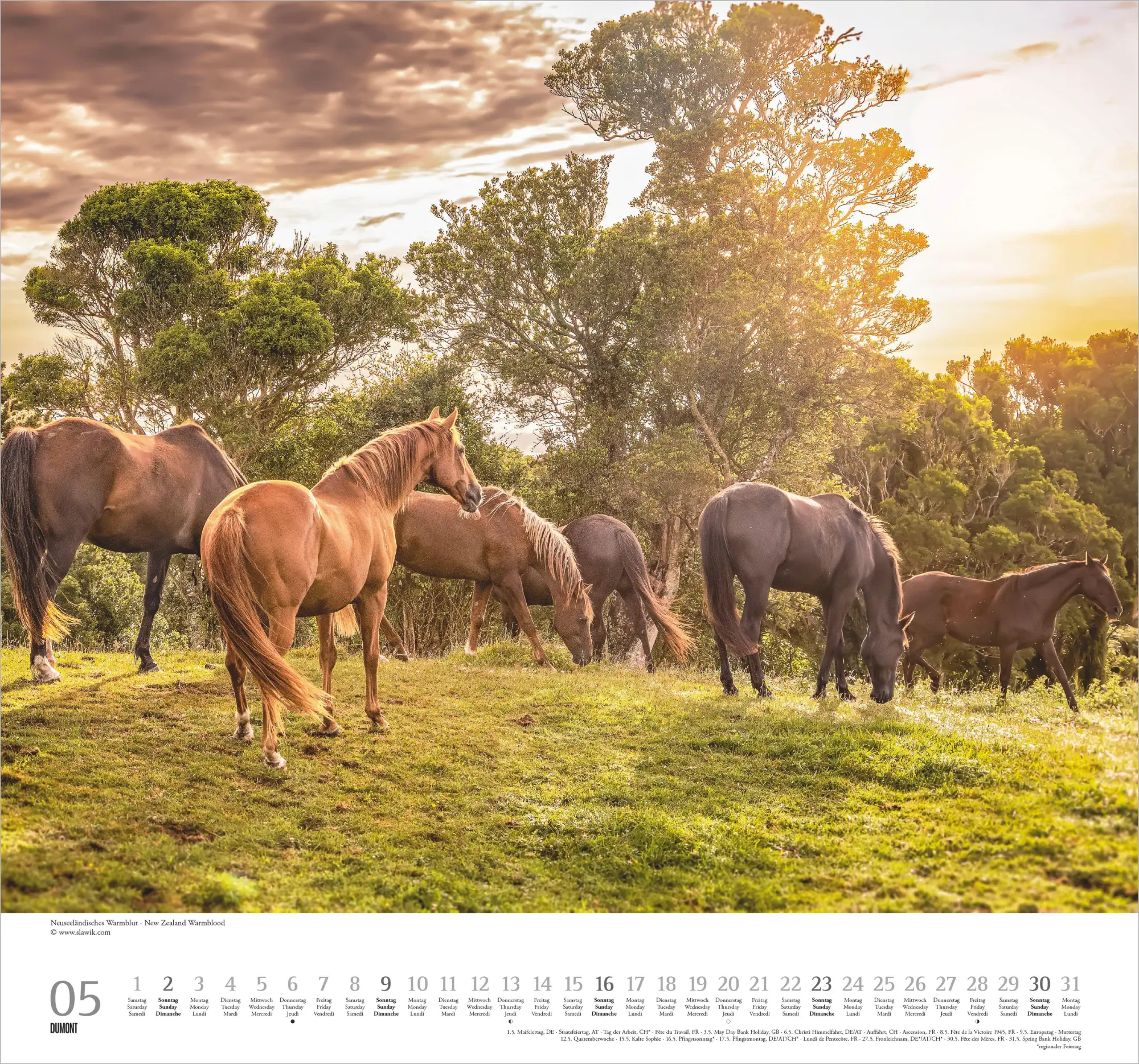 Bild: 4069095018334 | Geliebte Pferde 2027 | Neumann Verlage GmbH &amp; Co KG | Kalender | 14 S.
