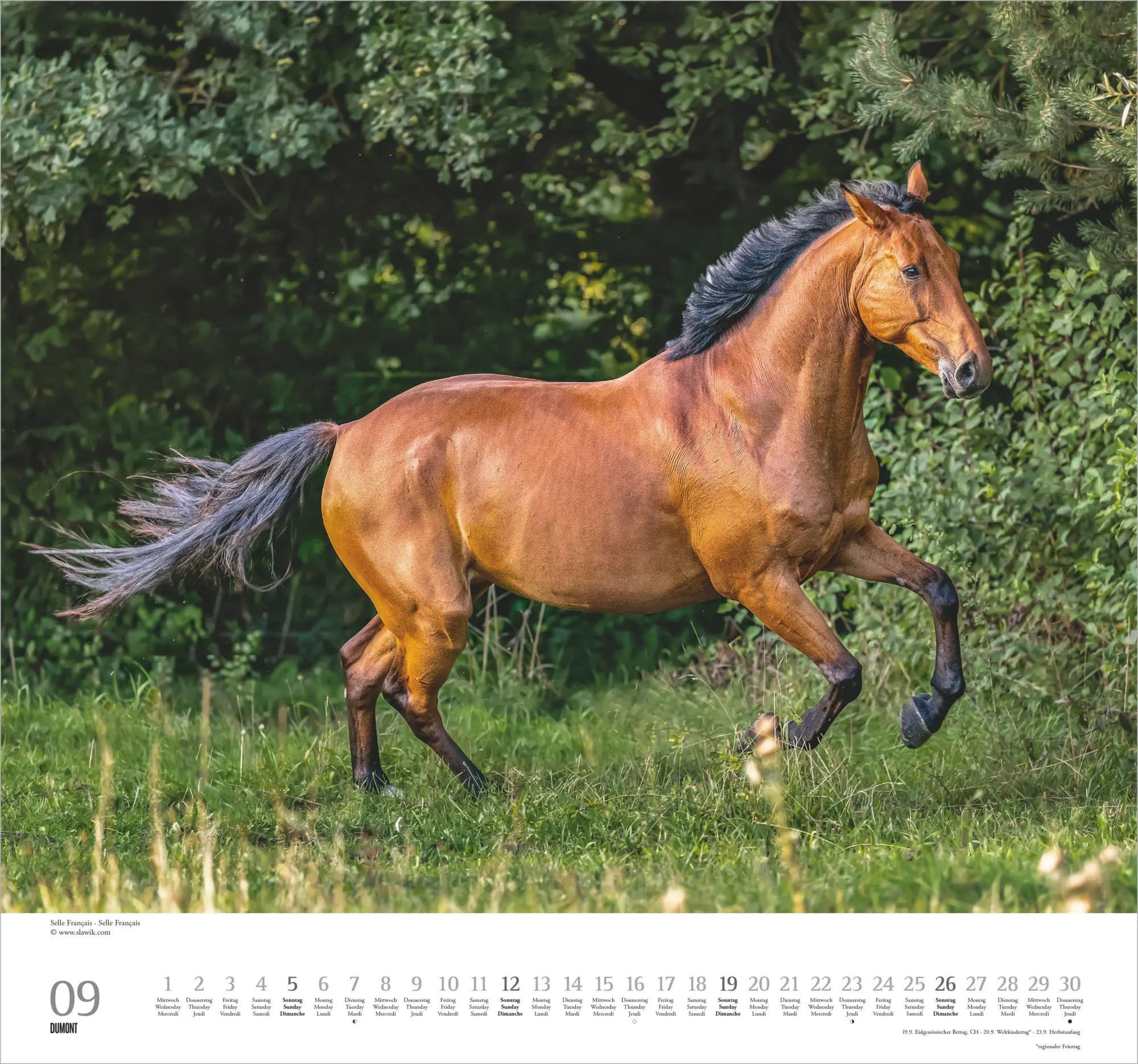 Bild: 4069095018334 | Geliebte Pferde 2027 | Neumann Verlage GmbH &amp; Co KG | Kalender | 14 S.