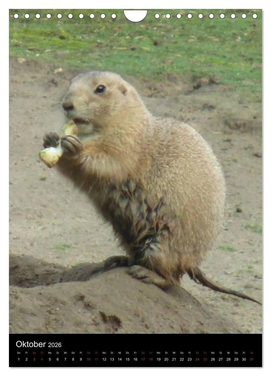 Bild: 9783516478334 | Zootiere (Wandkalender 2026 DIN A4 hoch), CALVENDO Monatskalender