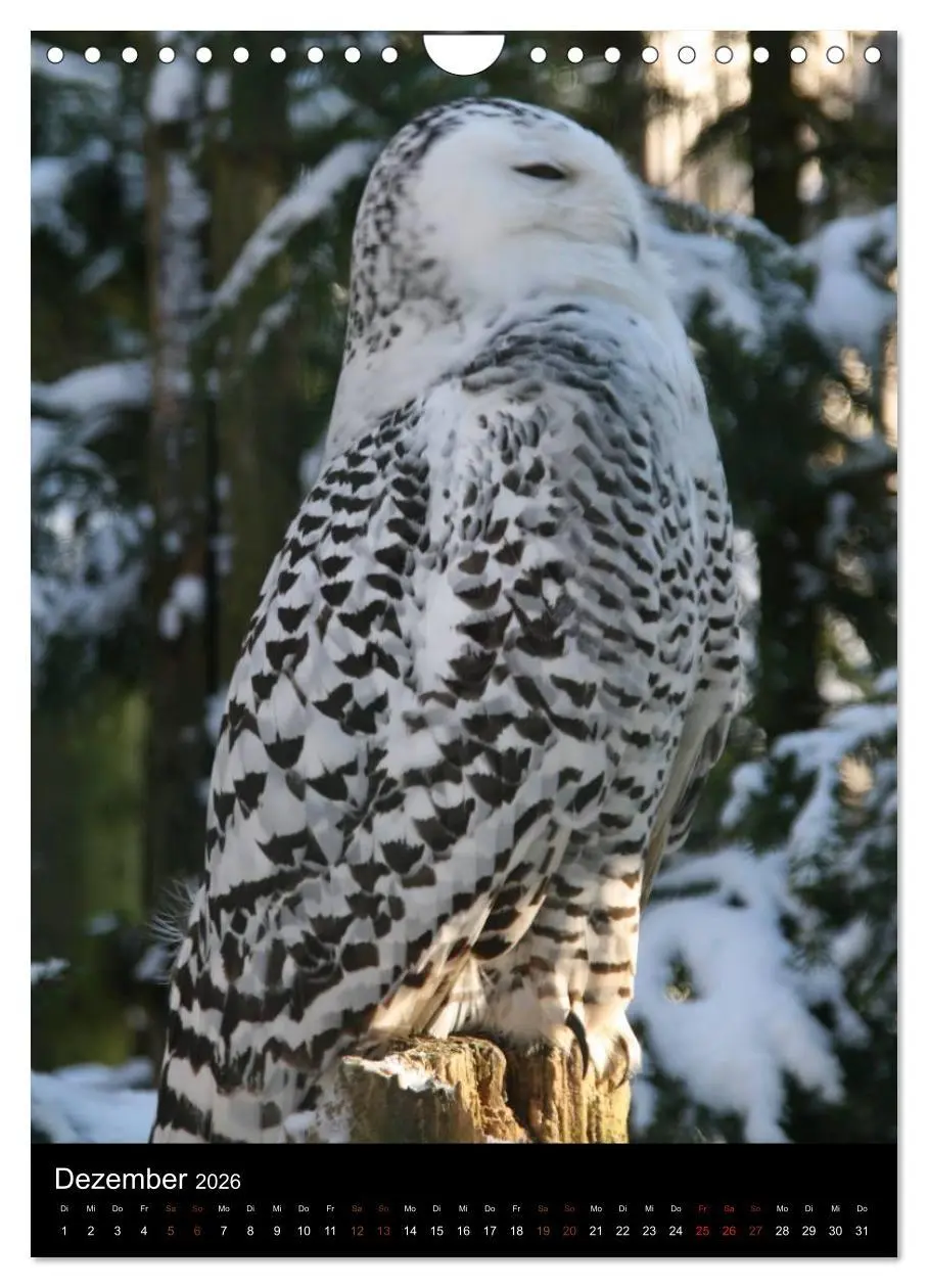 Bild: 9783516478334 | Zootiere (Wandkalender 2026 DIN A4 hoch), CALVENDO Monatskalender