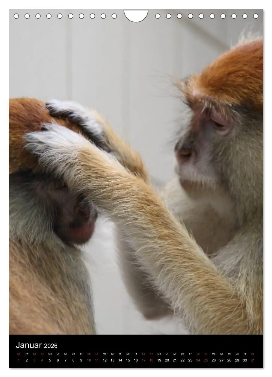 Bild: 9783516478334 | Zootiere (Wandkalender 2026 DIN A4 hoch), CALVENDO Monatskalender